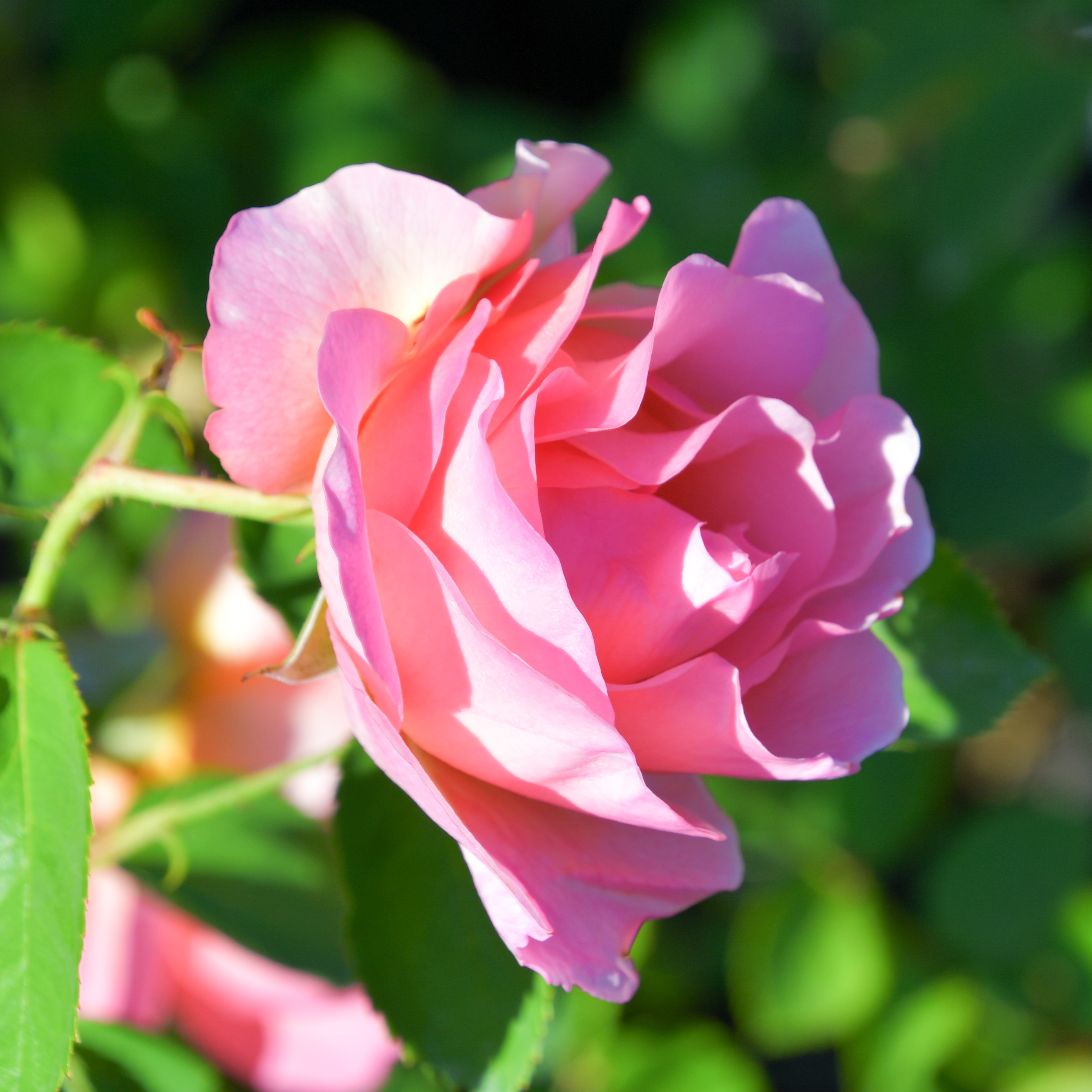 Ella's Rose