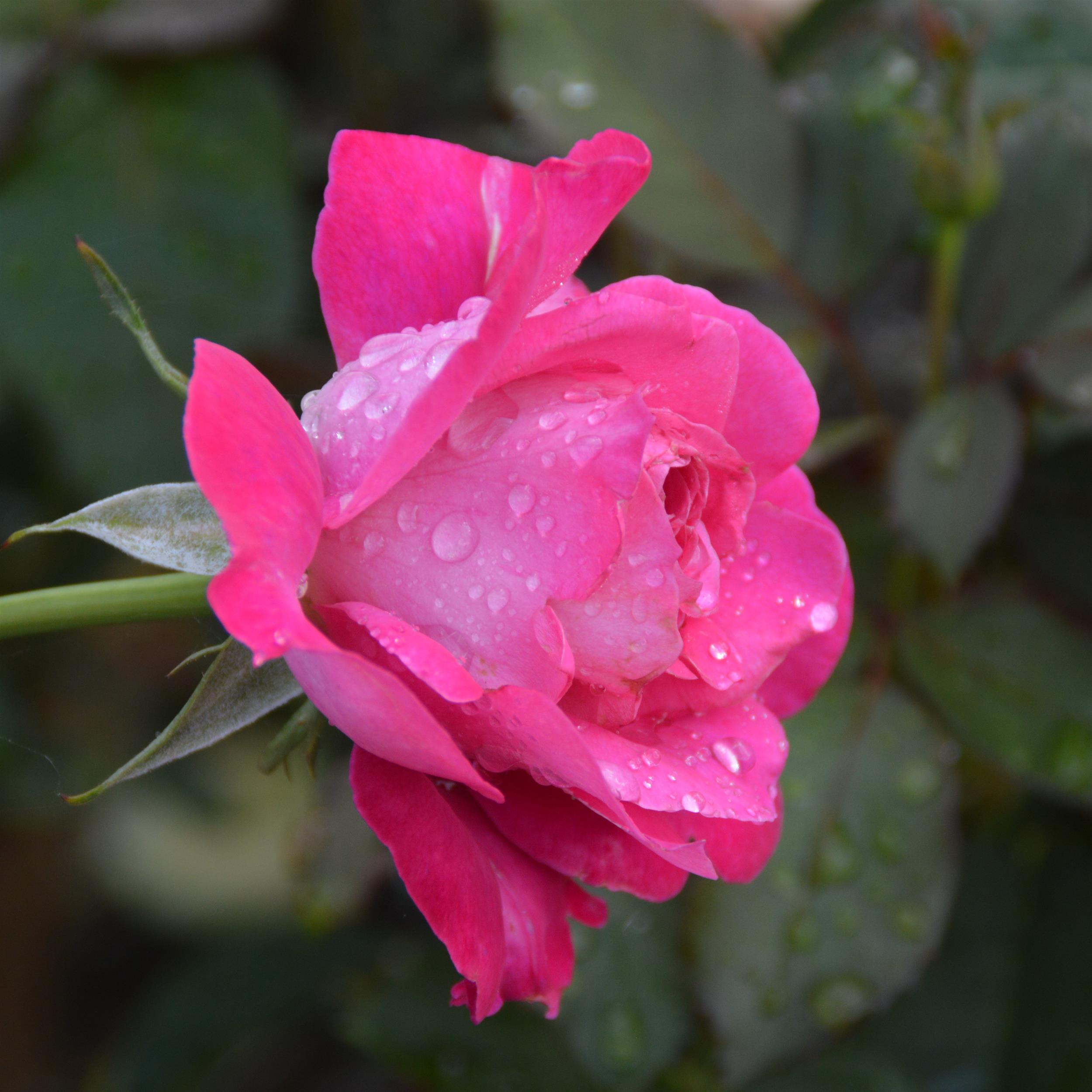 Baronne E. de Rothschild