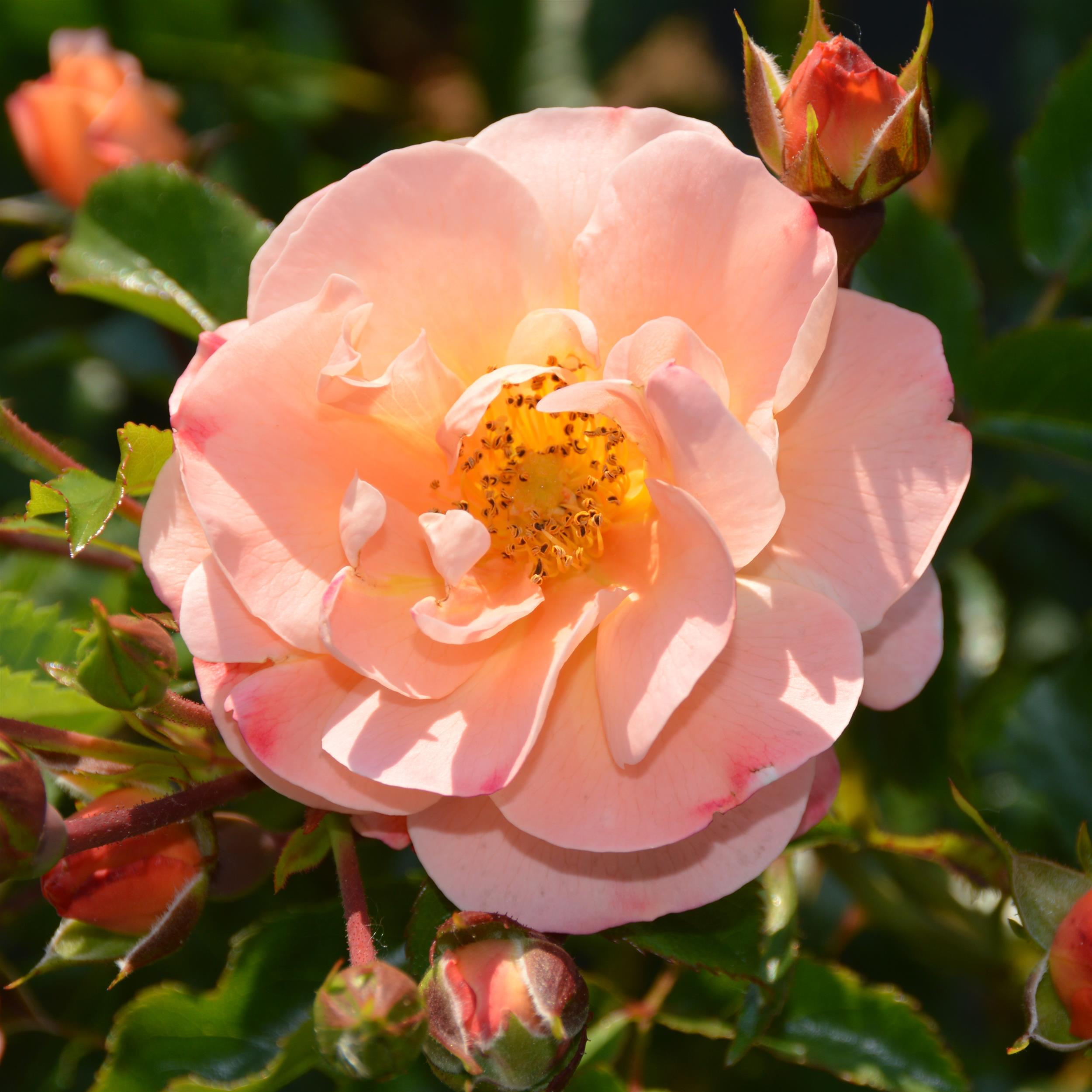 Amber Flower Carpet/Sedana