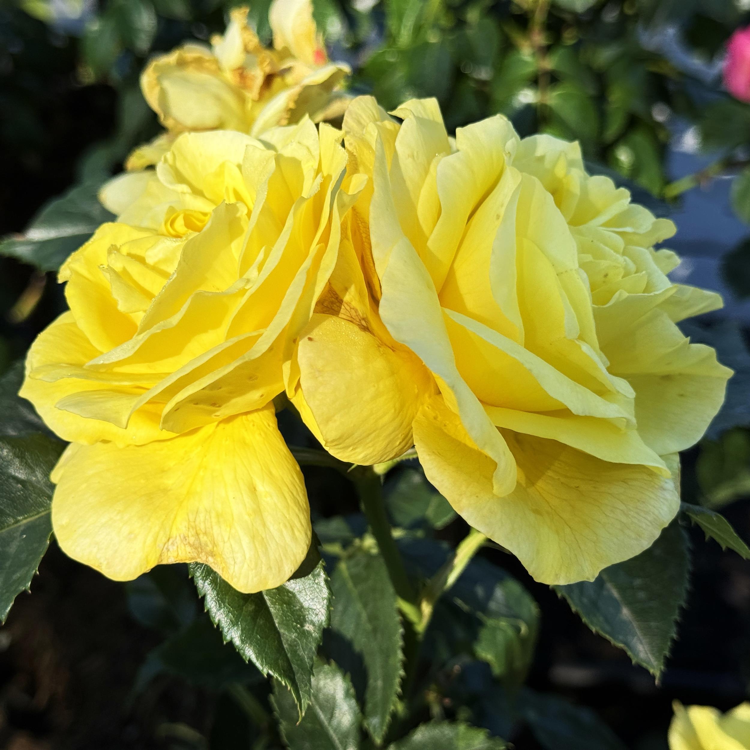 Friesia