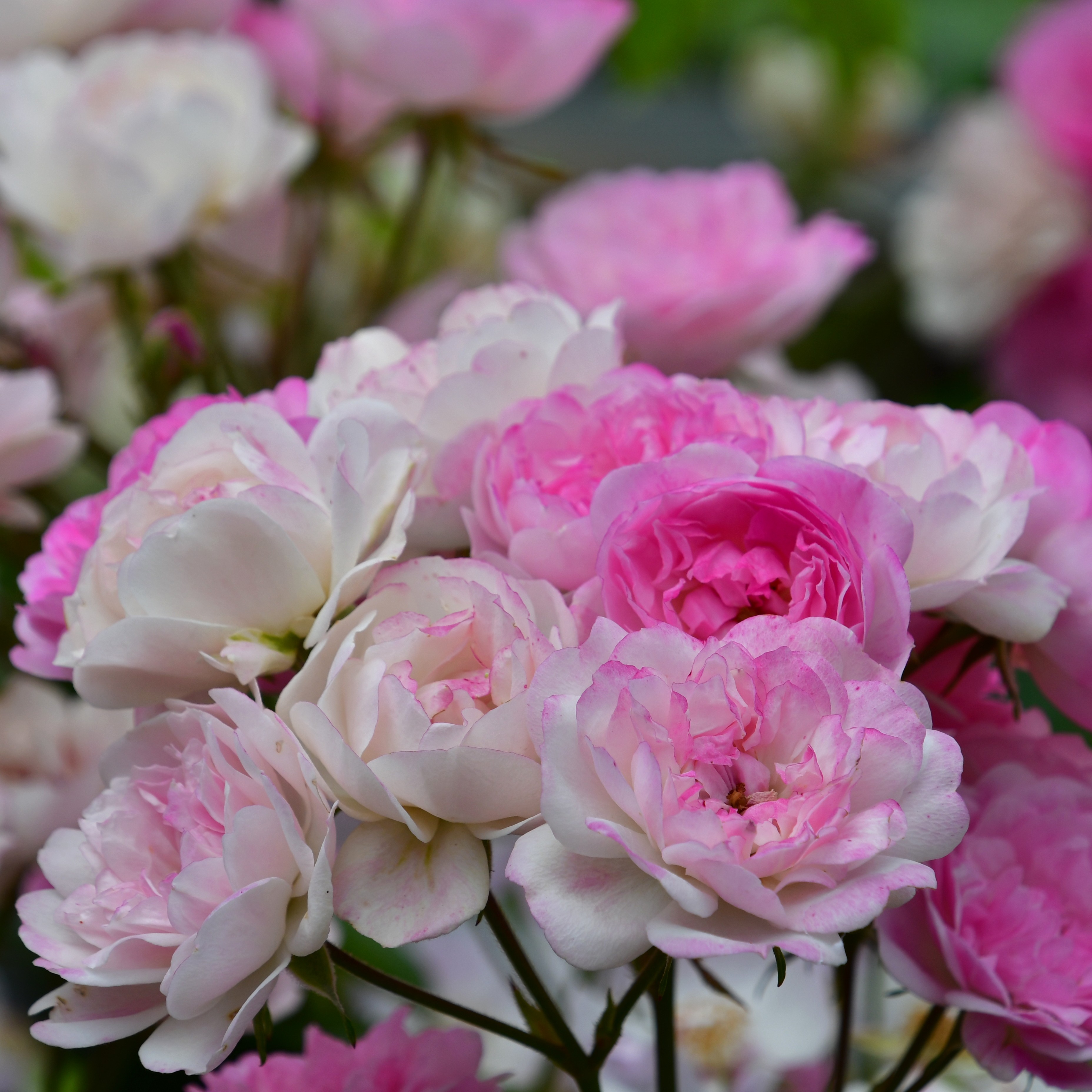 Mozart´s Lady