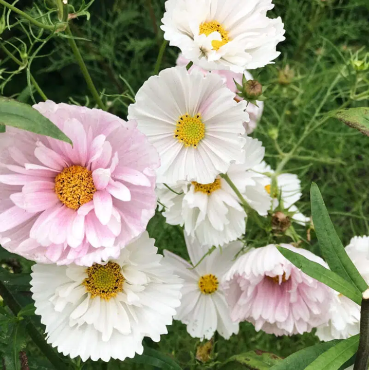 Cosmos Bipinnatus 'Cupcake Blush' (Kosmee)