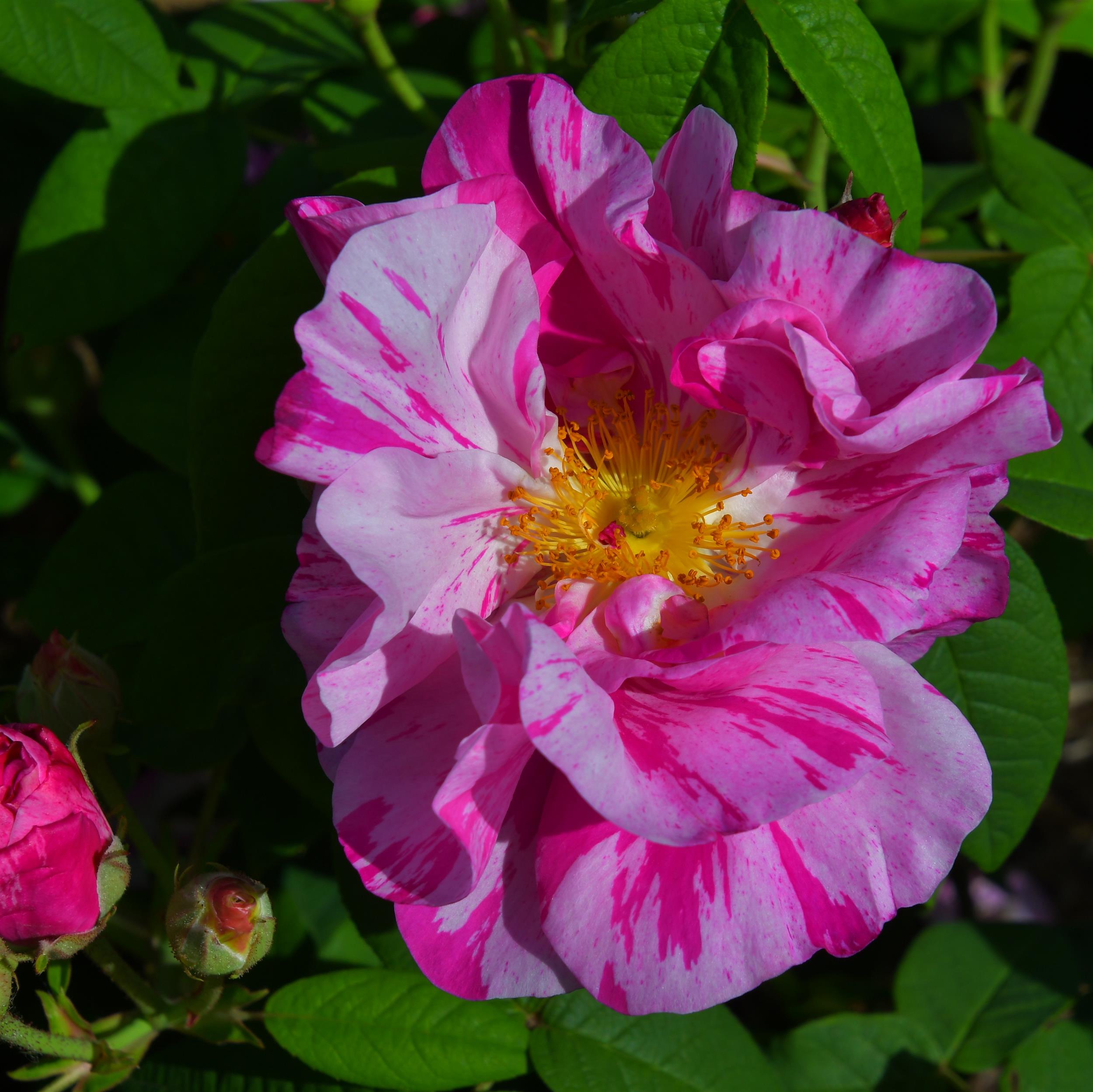 Rosa mundi (gallica versicolor)
