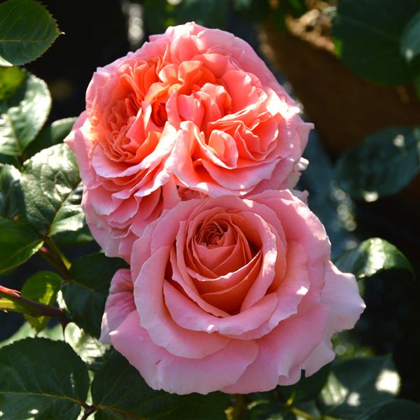 Amour de Molene
