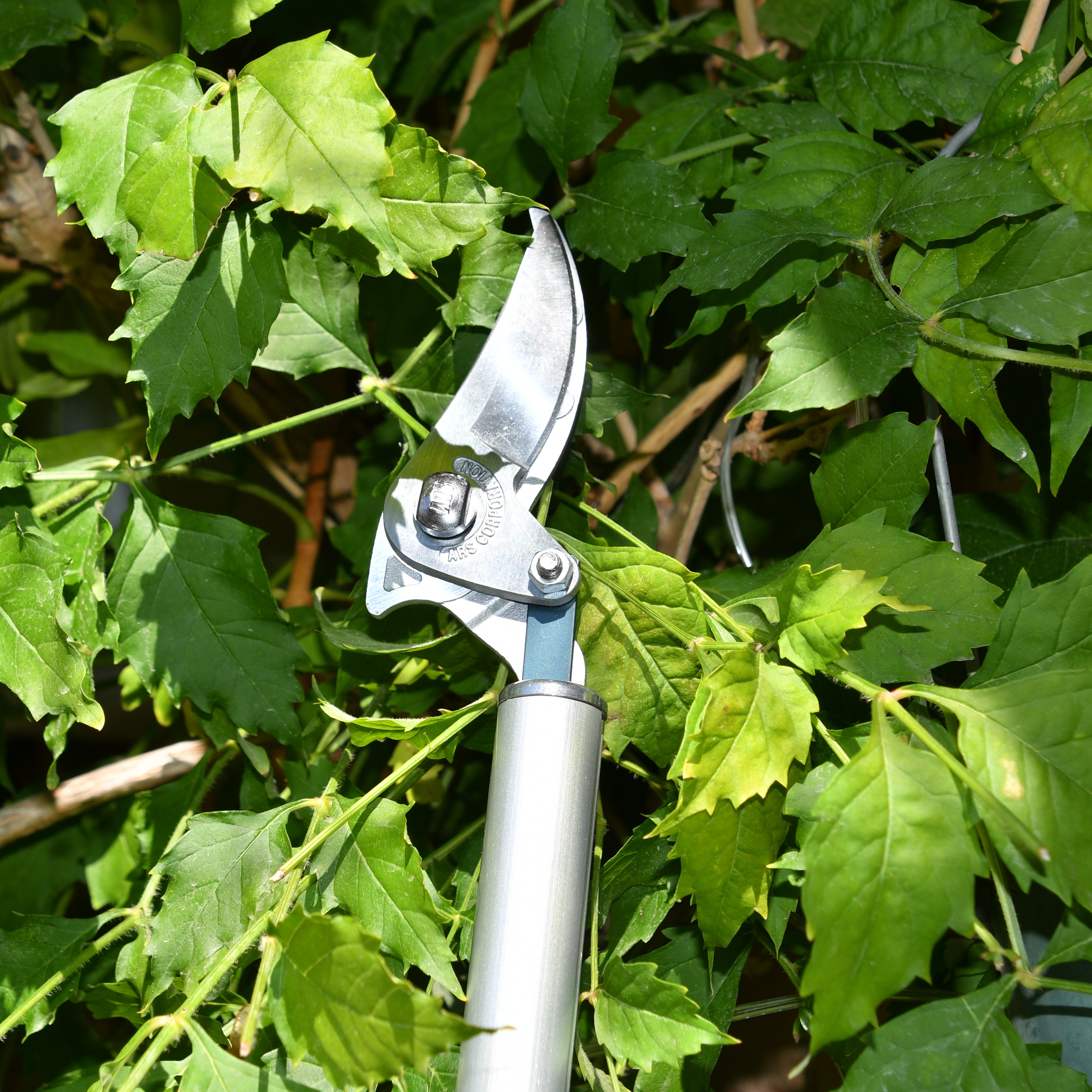 ARS Astschere mit Teleskopstiel 180ZF