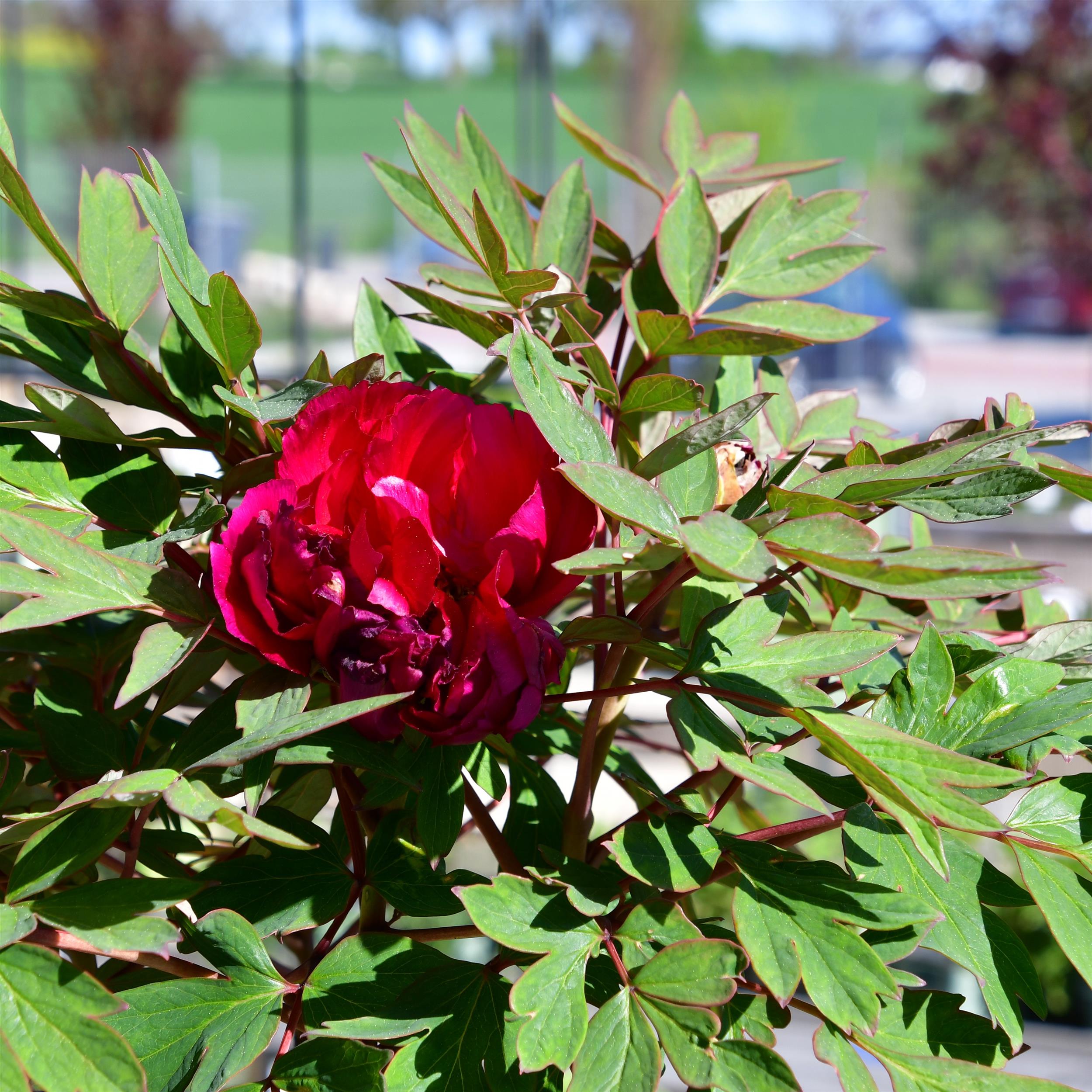 Paeonia suffruticosa Mo Run Jue Lun