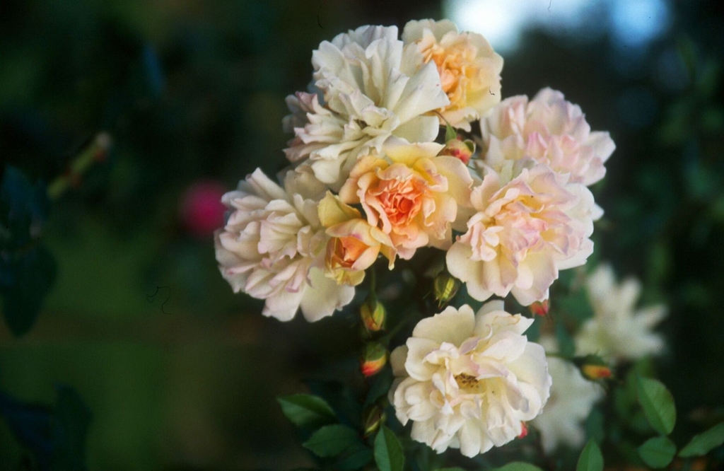Phyllis Bide