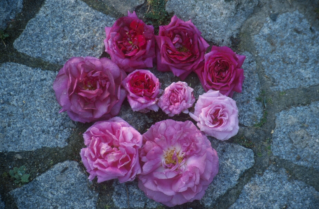 Jenny Duval