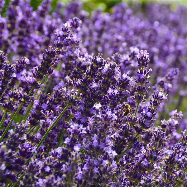 Lavandula angustifolia 'Hidcote Blue' P1