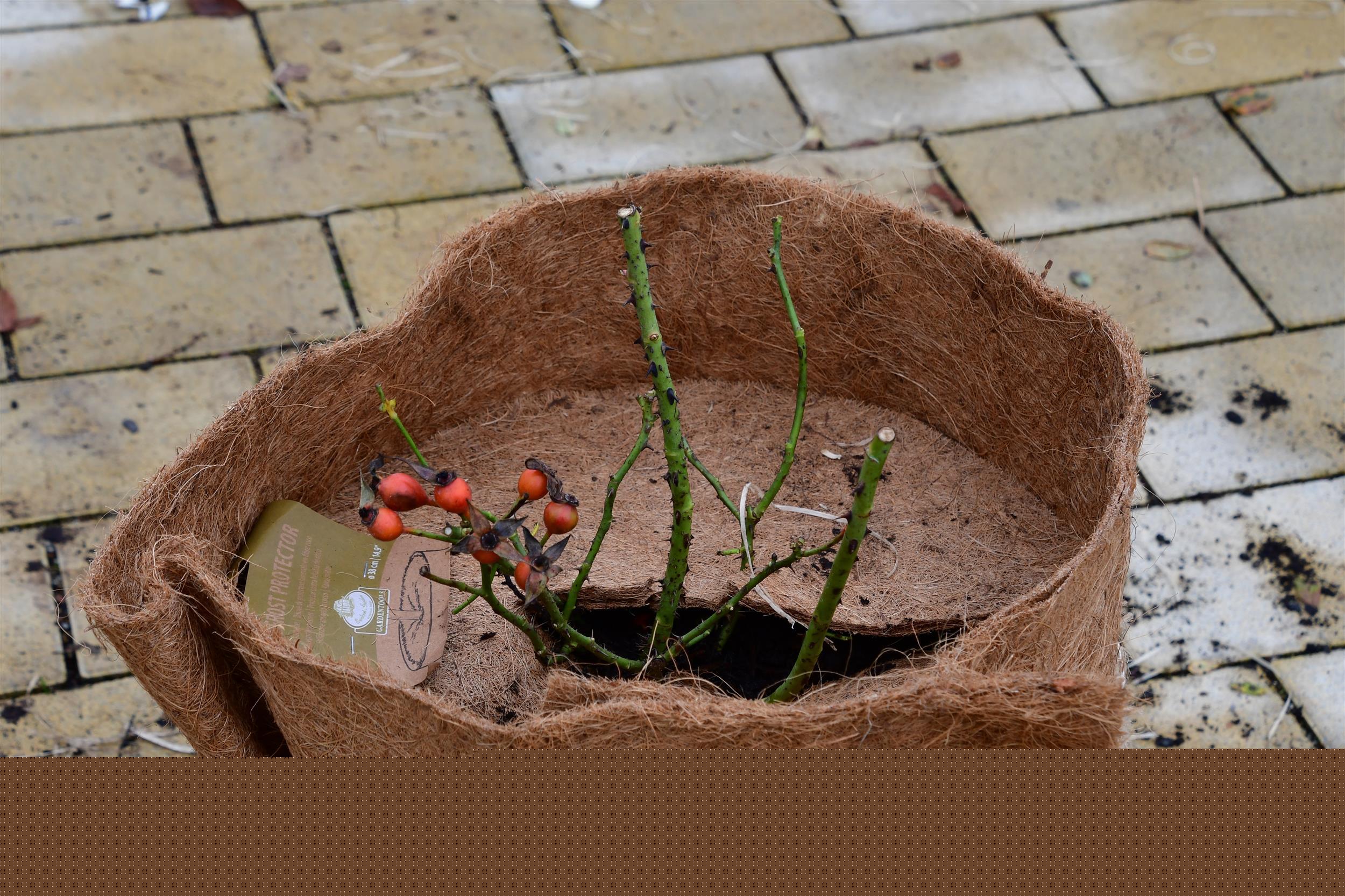 Beeteinfassung mit französischer Lilie