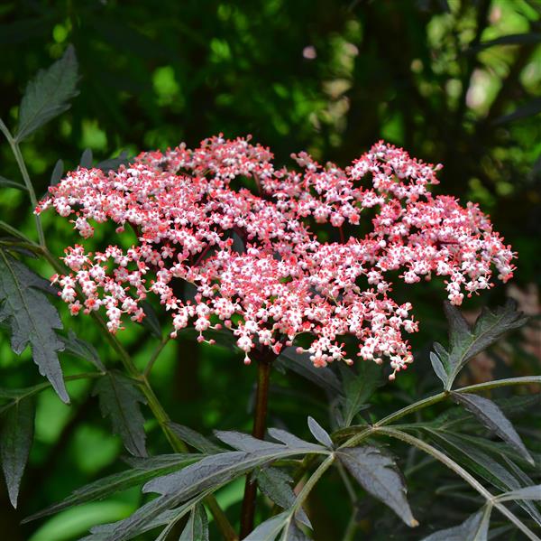 Sambucus nigra 'Black Lace' C5