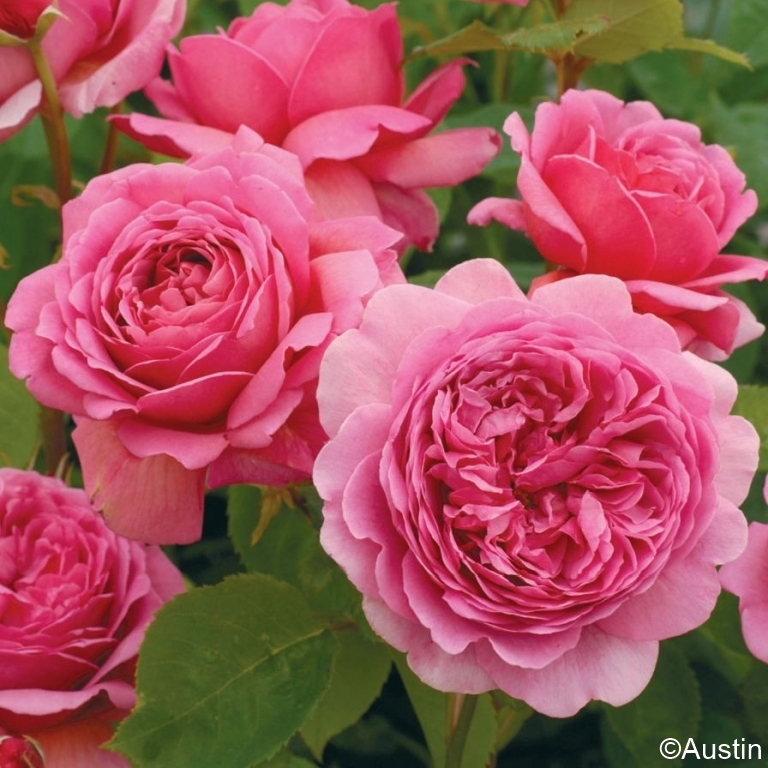 Princess Alexandra of Kent - Stammrose 90 cm