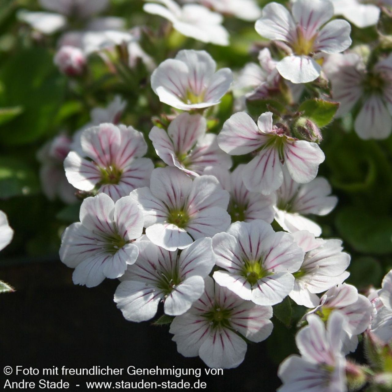 Gypsophila cerastioides 0,5L