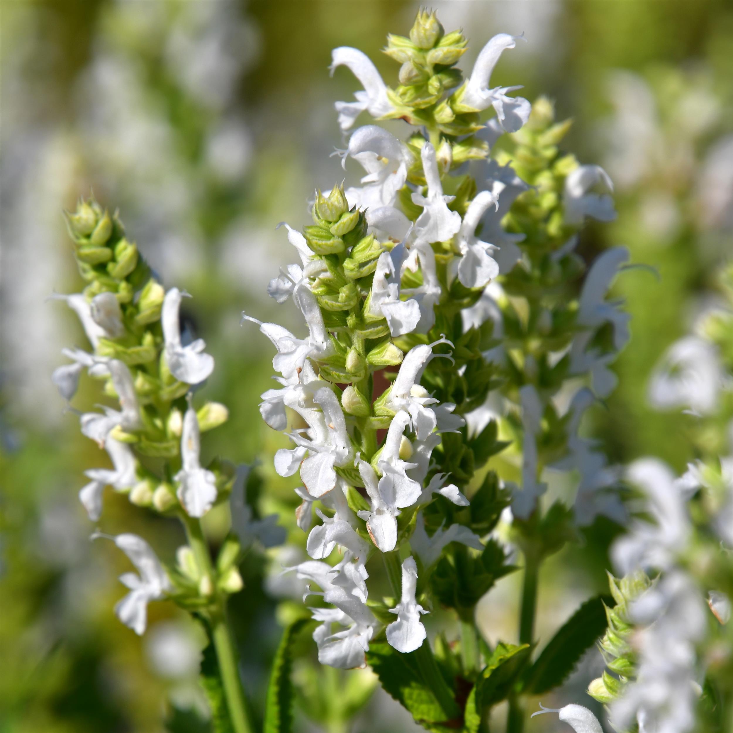 Salvia nemorosa 'Adrian'/Schneehügel 2L