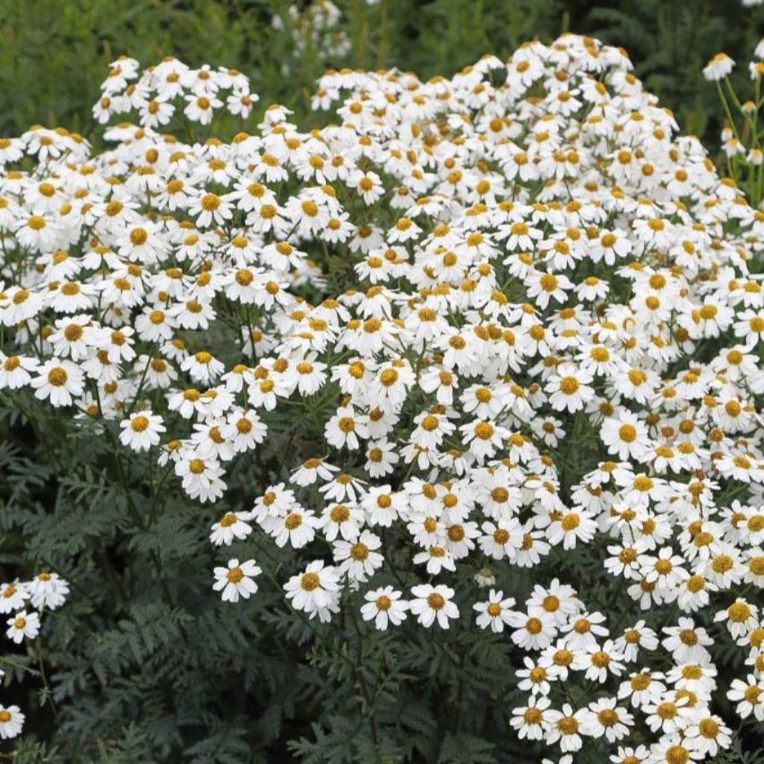Tanacetum corymbosum 1L