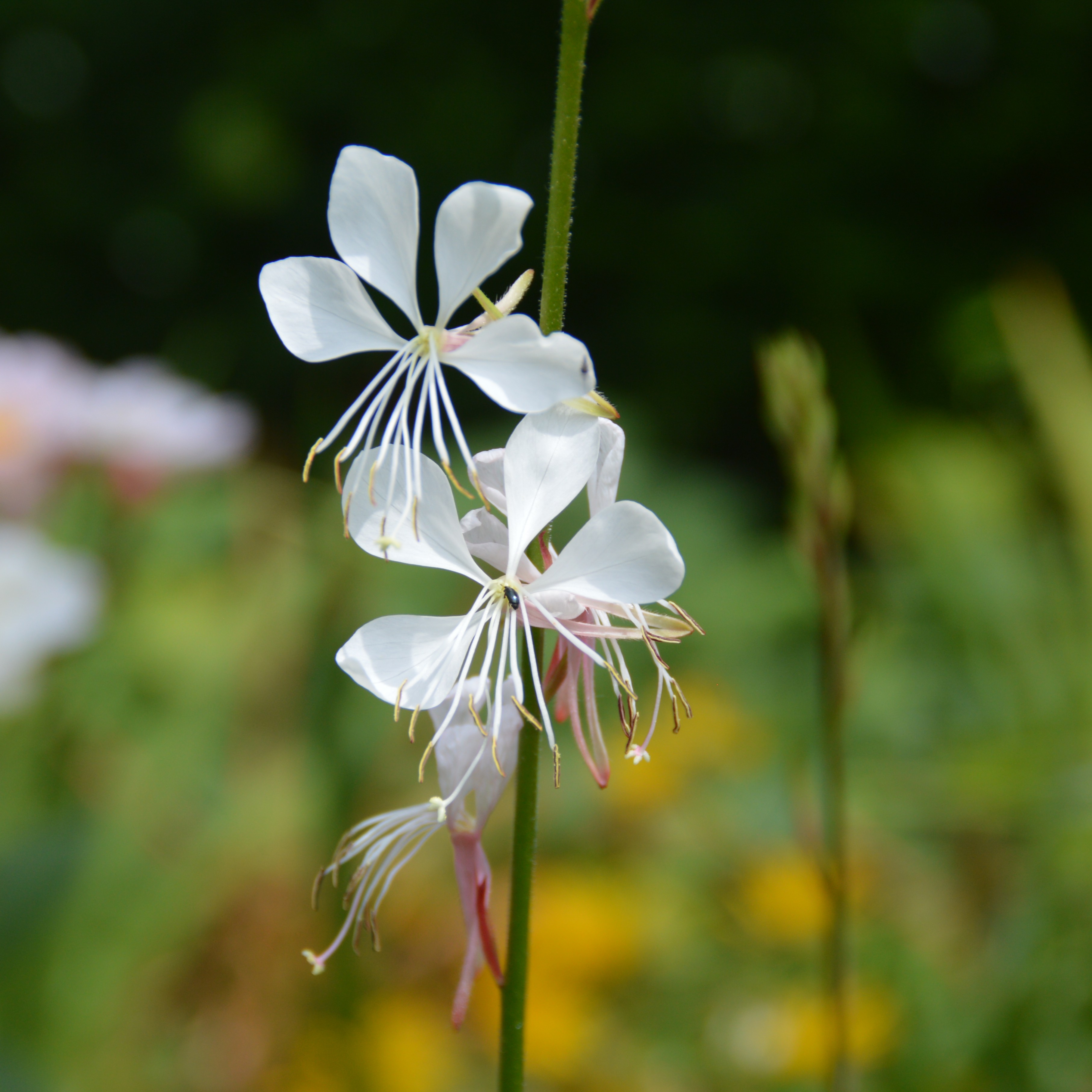 Gaura lindheimerii Whirling Butterfles 2L