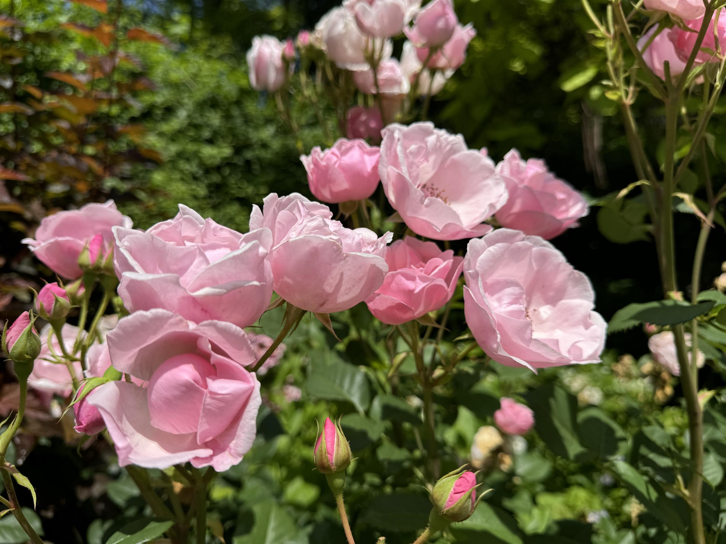Pink Pillar