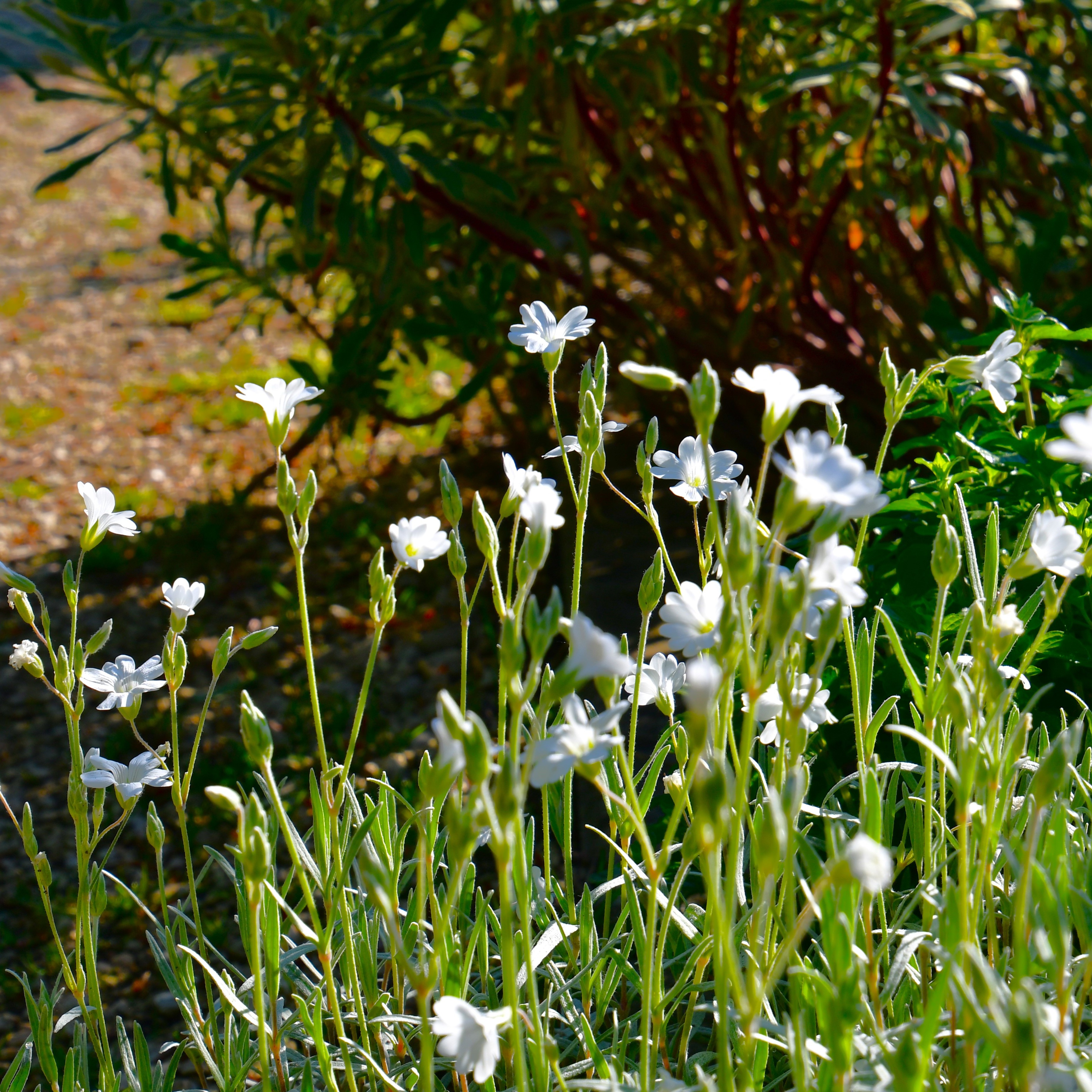 Lychnis coronaria 'Alba' 1L