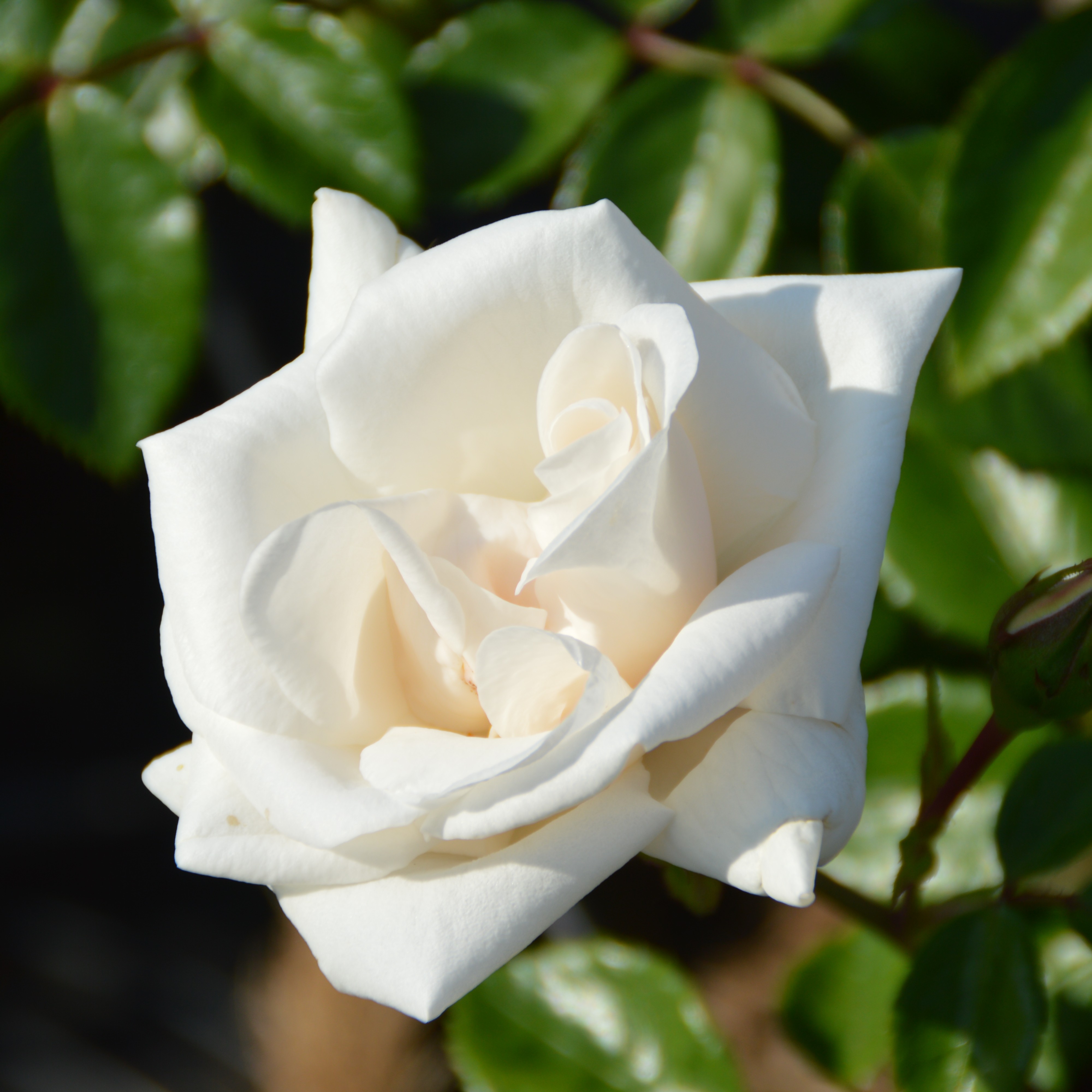 White New Dawn