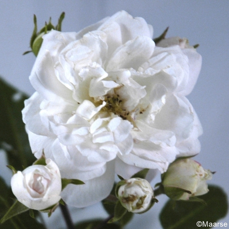 Dainty White - Stammrose 90 cm