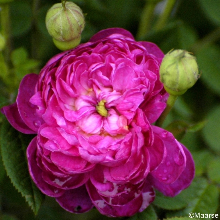 Pompon de Bourgogne
