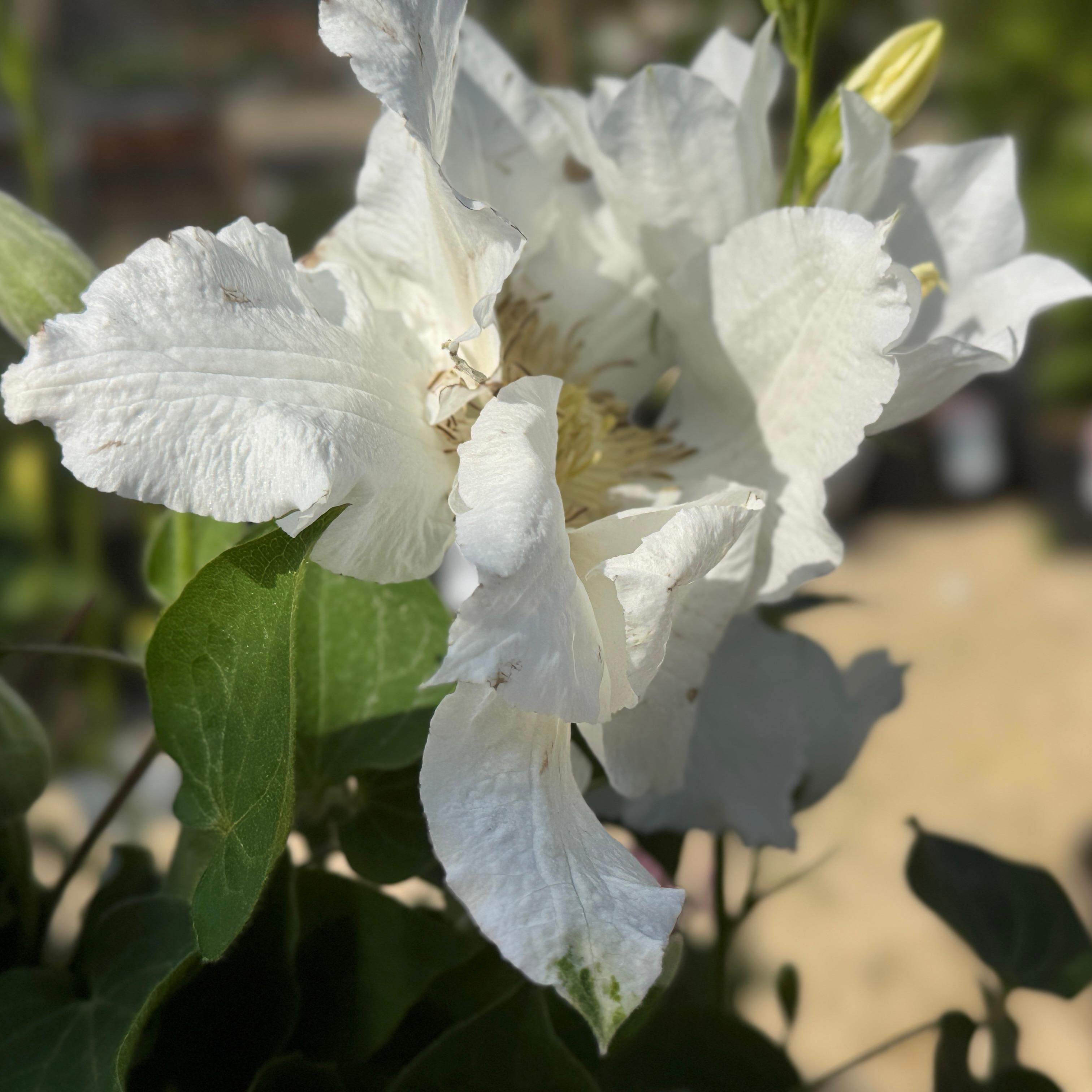Clematis Hyb. Saalomon