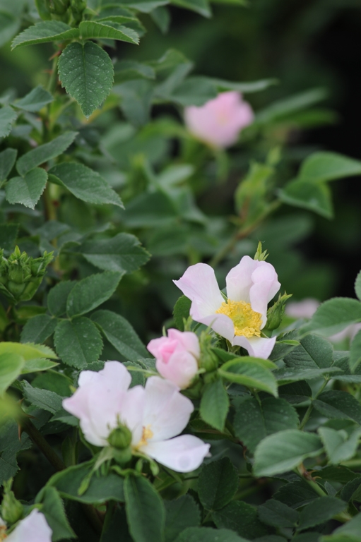 Rosa scarmanii