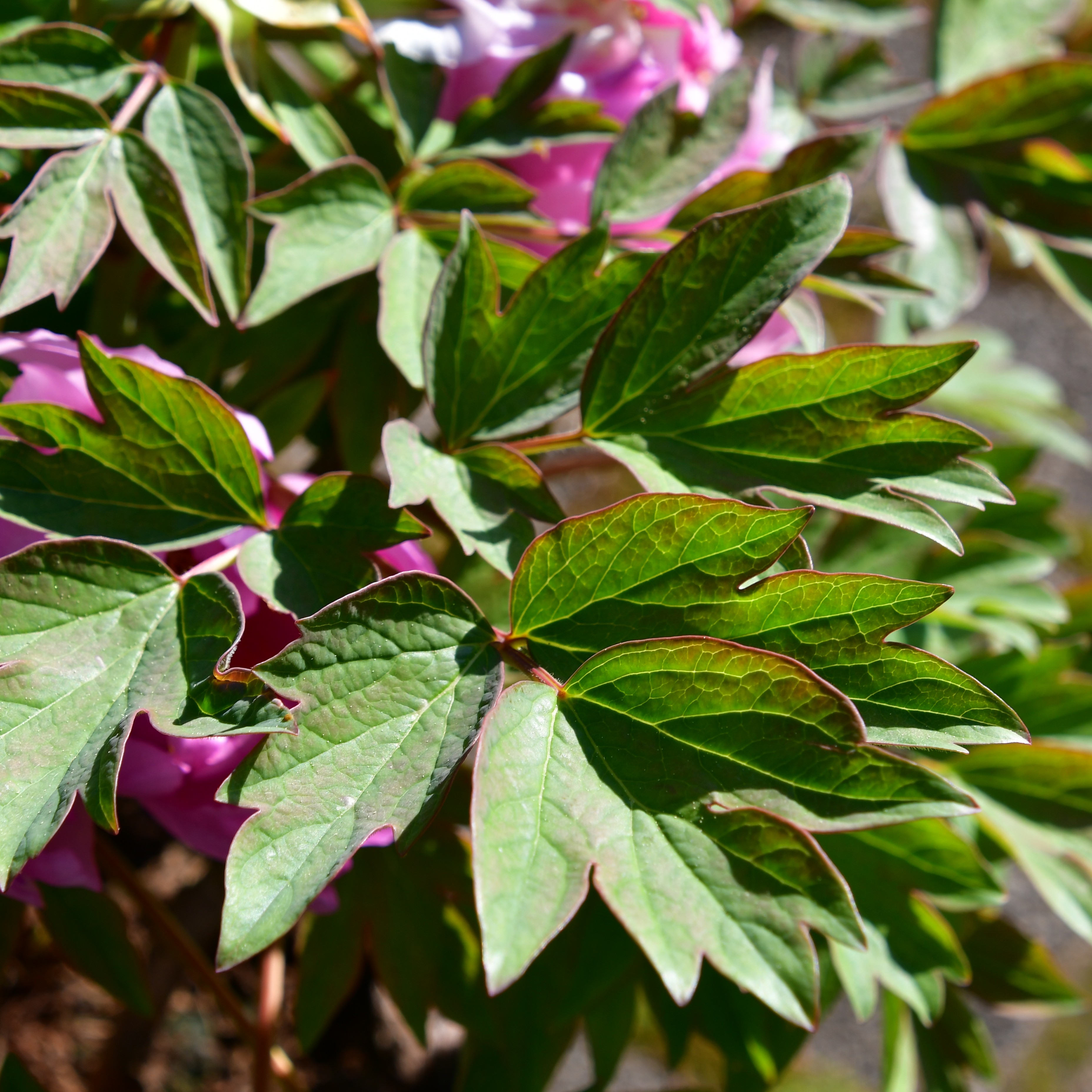 Paeonia suffruticosa Lu He Hong