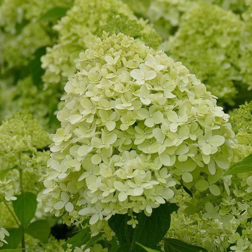 Hydrangea paniculata 'Limelight'  5L