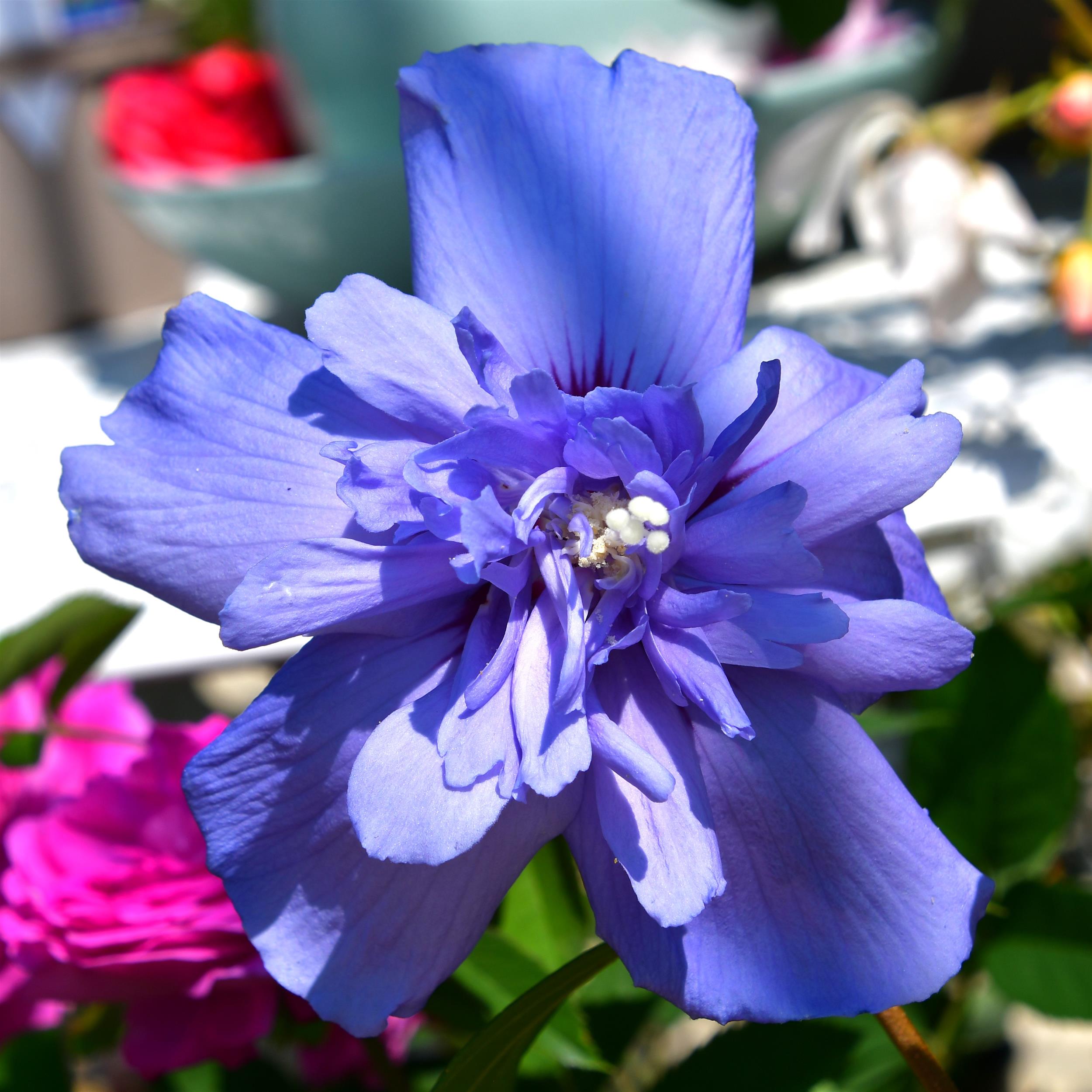 Hibiscus 'Blue Chiffon' C3