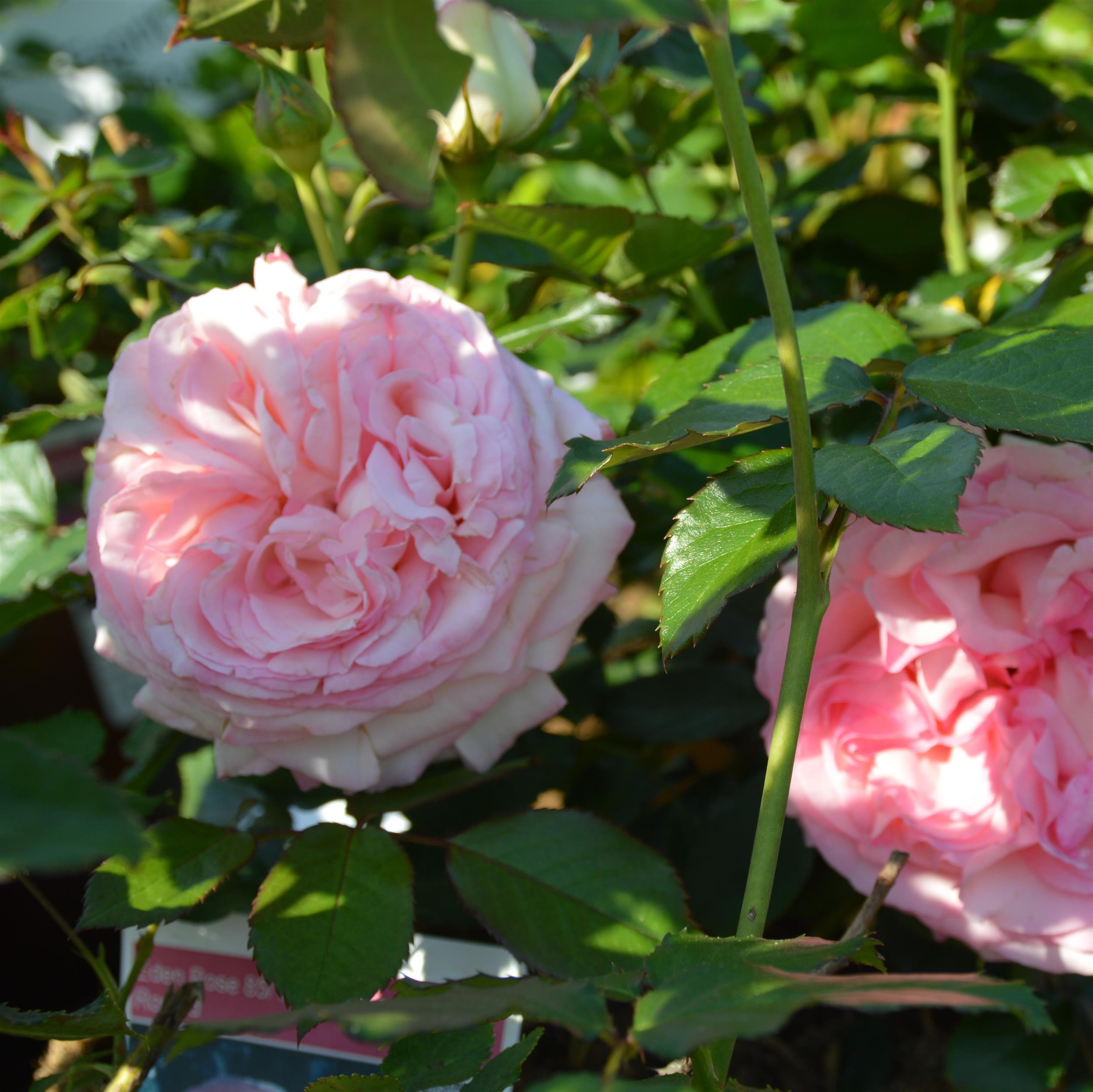 Eden Rose 85/ Pierre de Rosard - Stammrose 90 cm