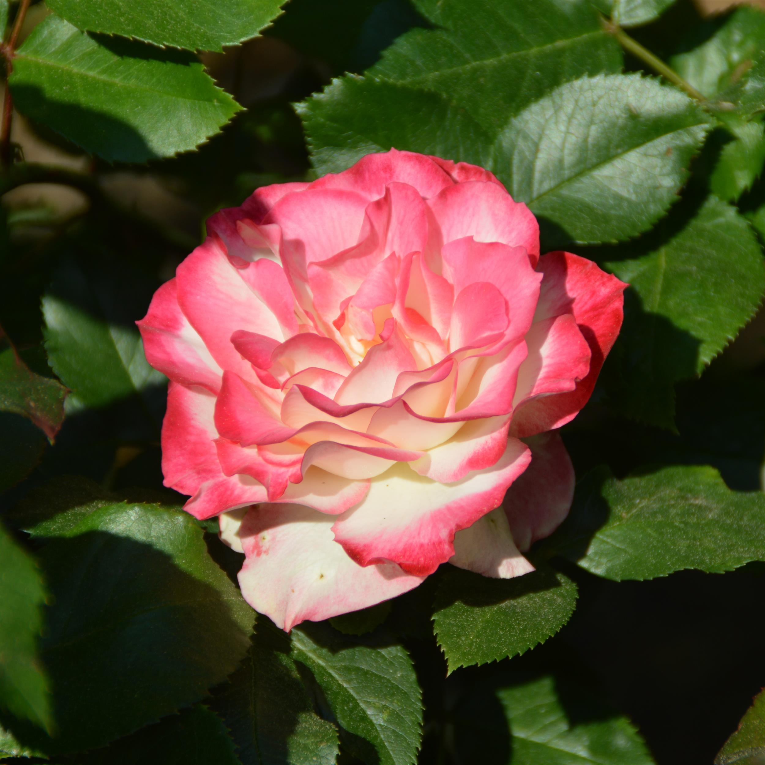 Jubilé de Prince de Monaco