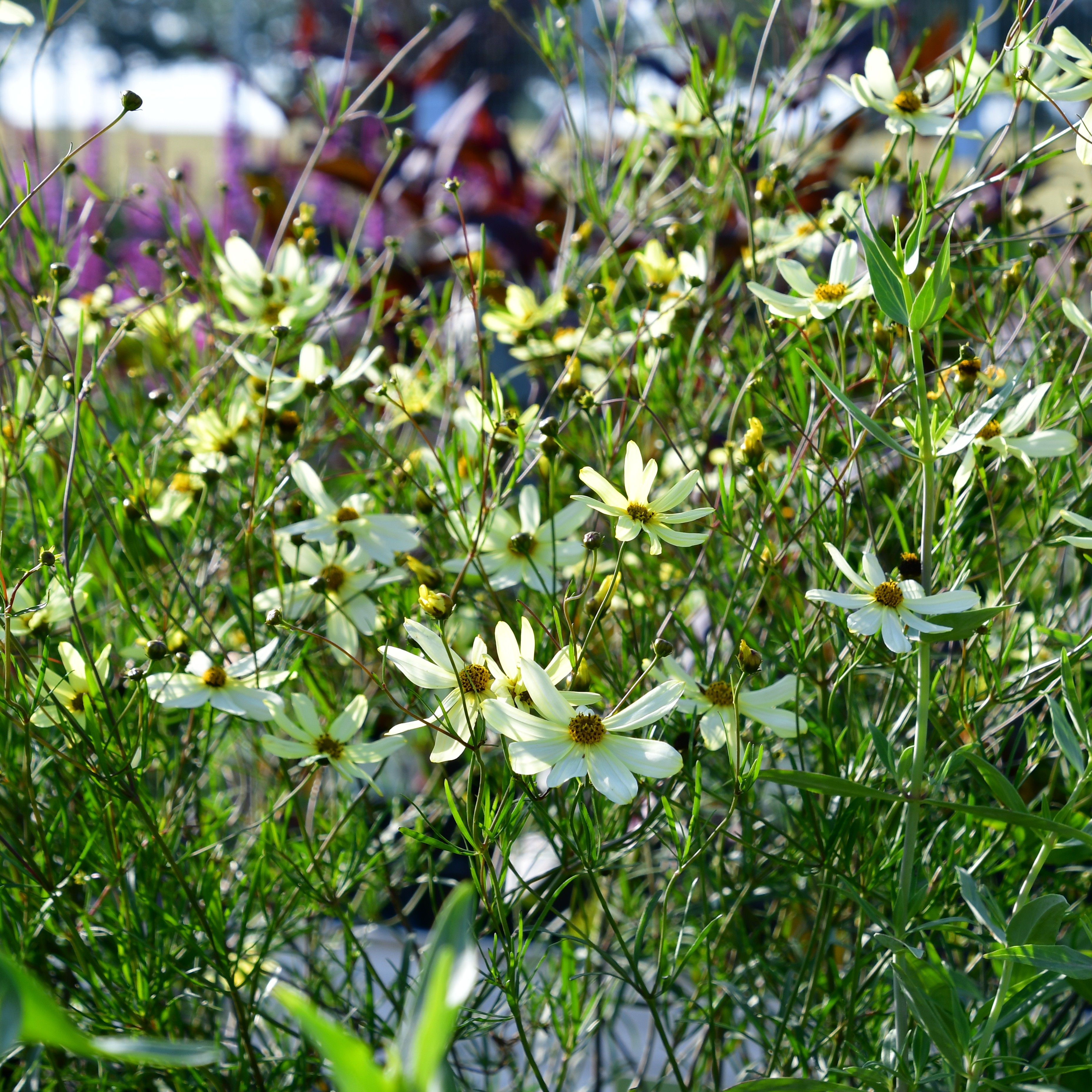 Coreopsis verticillata ´Moonbeam` 1L