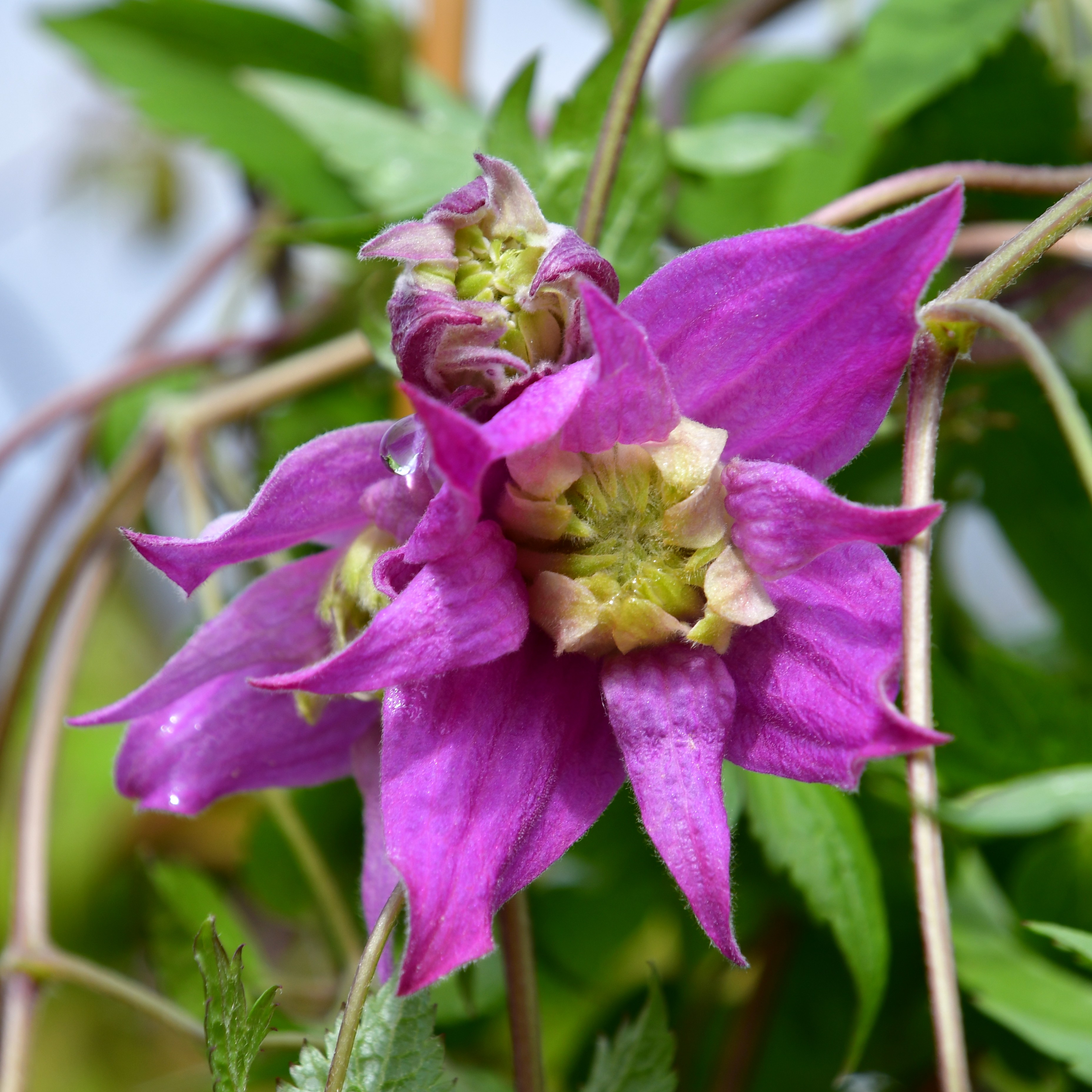 Clematis alp. koreana Jette