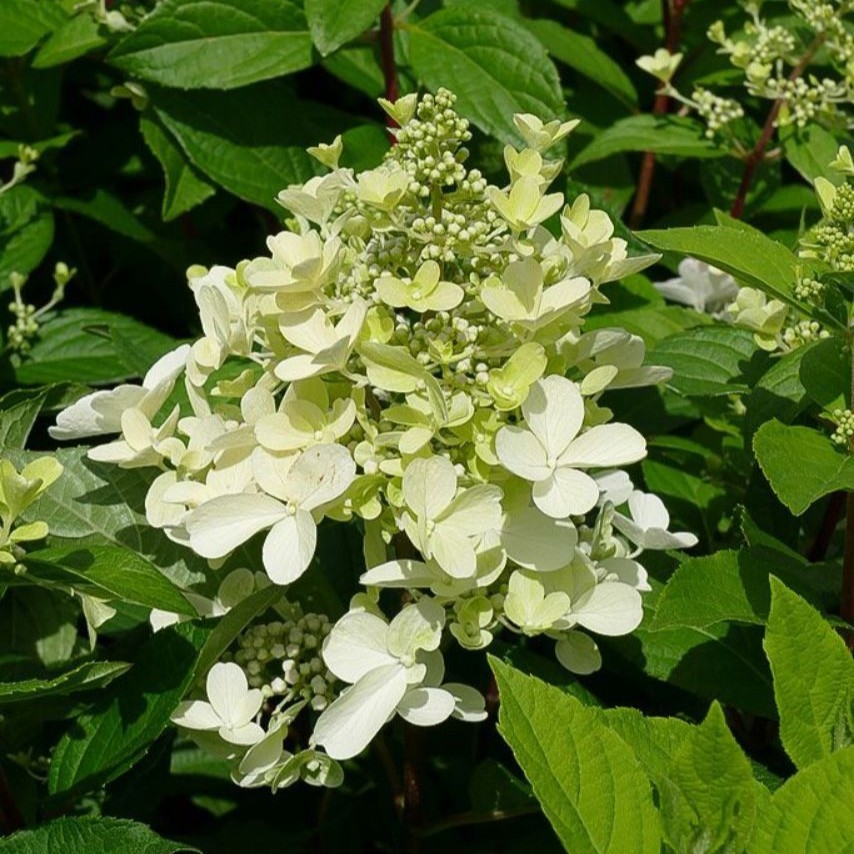 Hydrangea paniculata 'Pinky Winky'