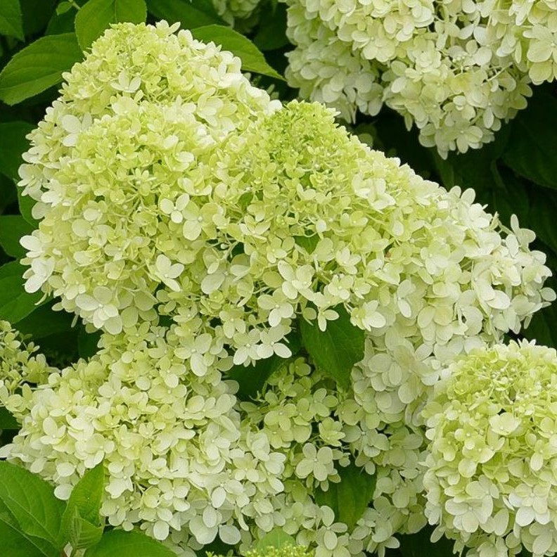 Hydrangea paniculata 'Limelight'  -R-