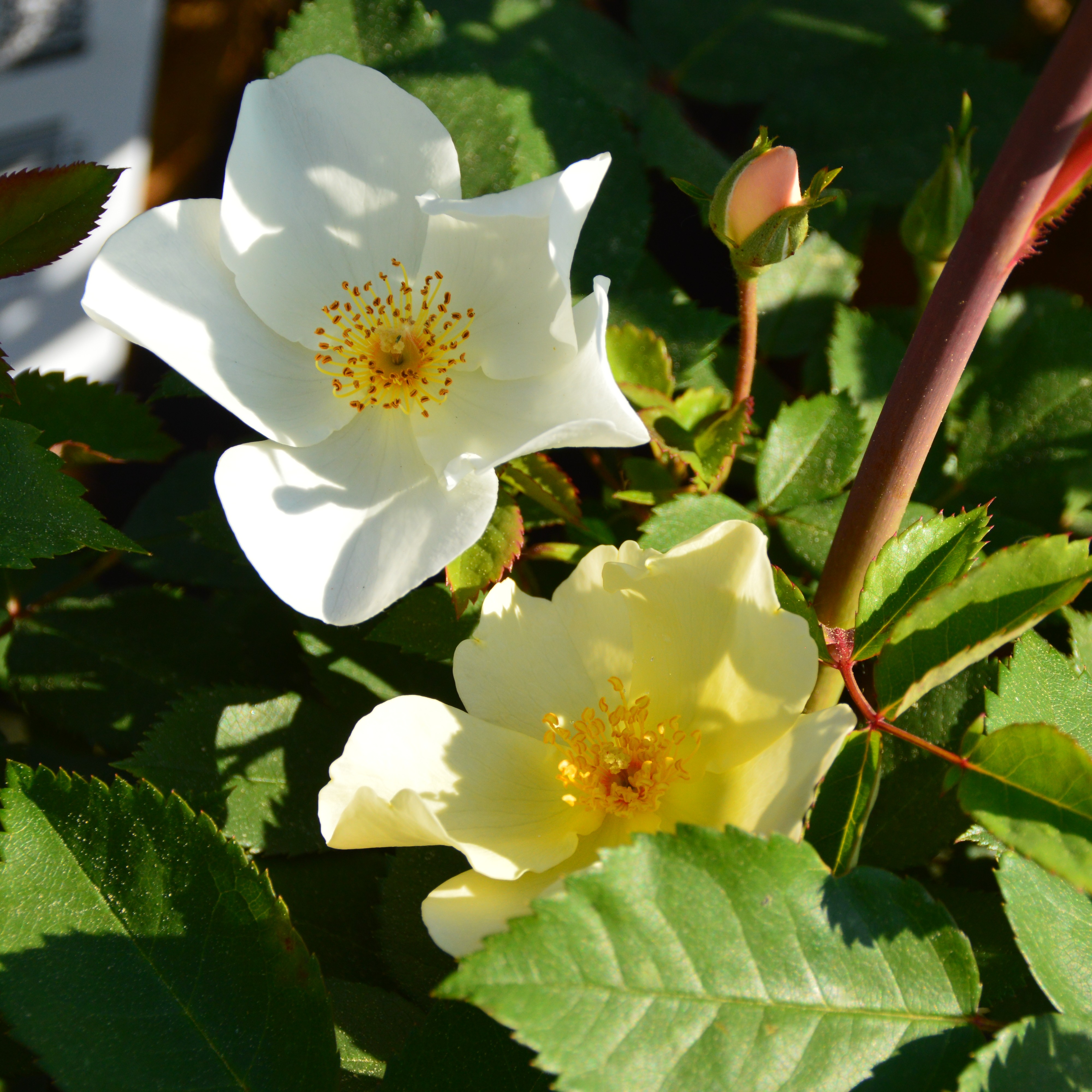 Kew Gardens