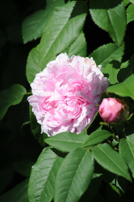 Jacques Cartier