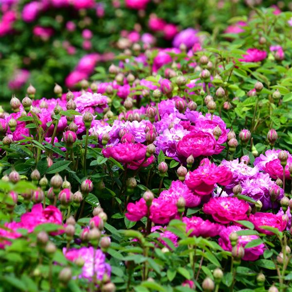 Zentifolien