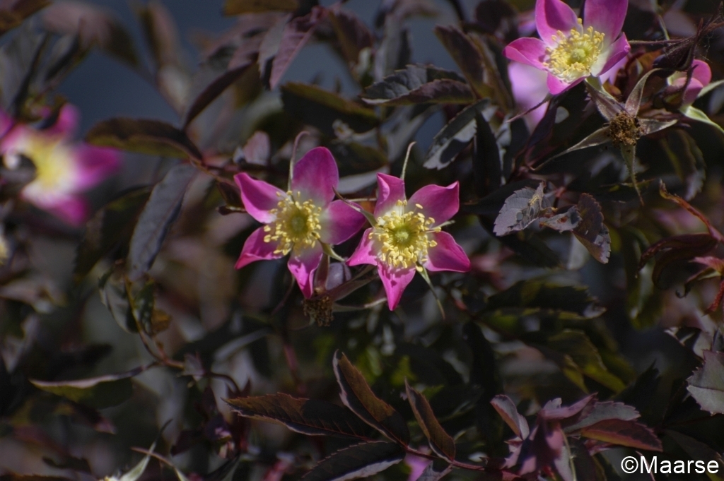 Rosa glauca