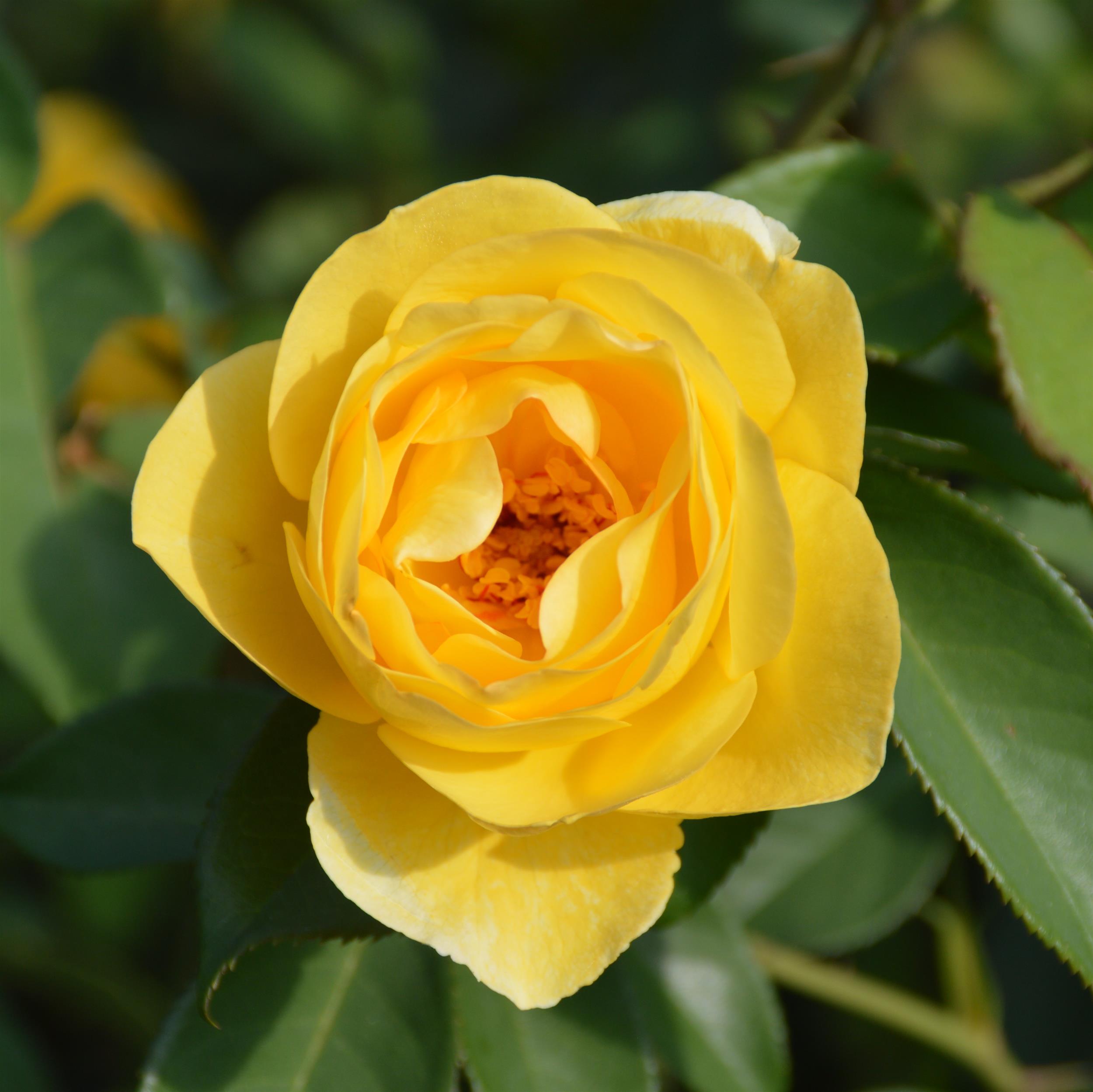 Kingcup / Big Buttercup