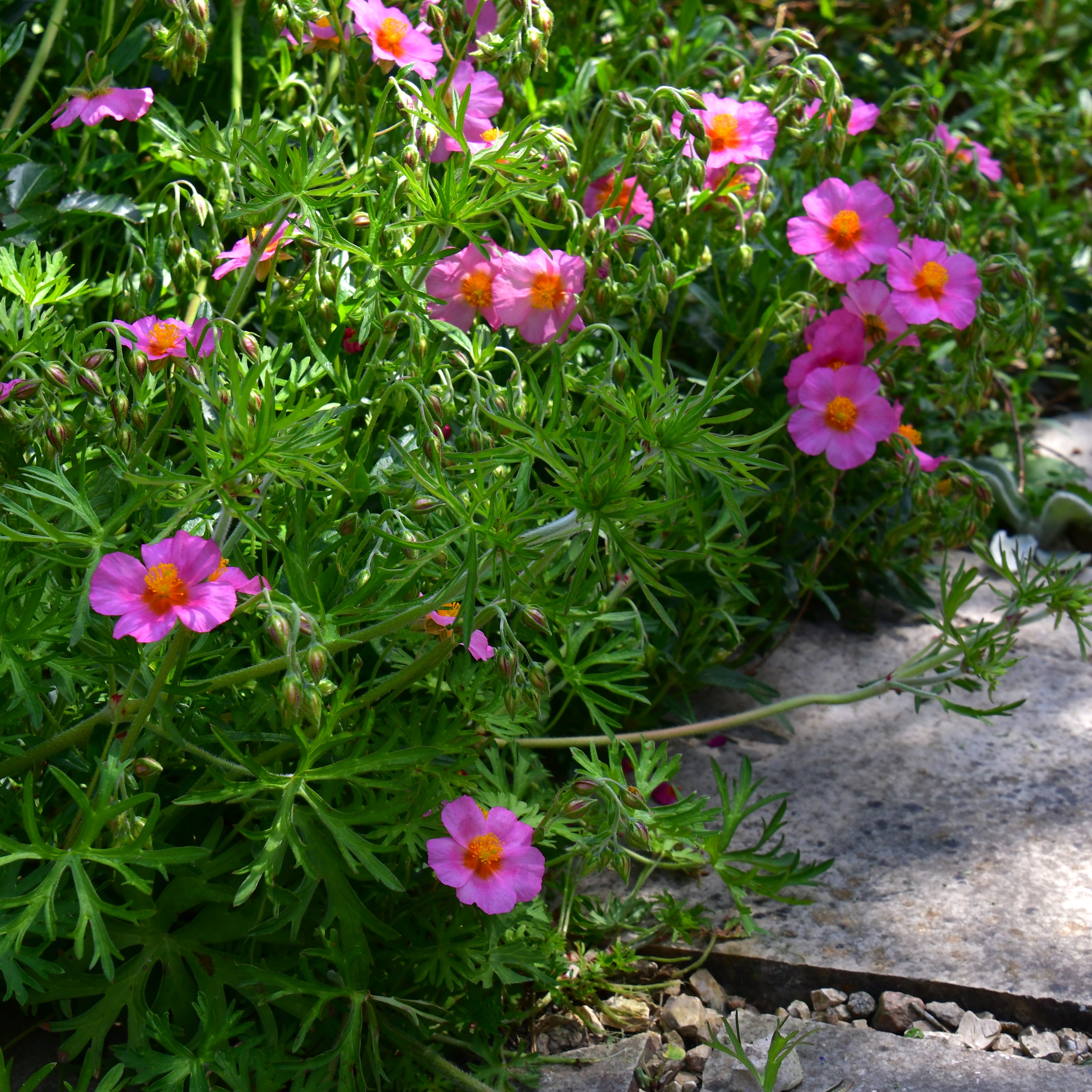 Helianthemum Hybr. Lawrensons Pink 0,5L