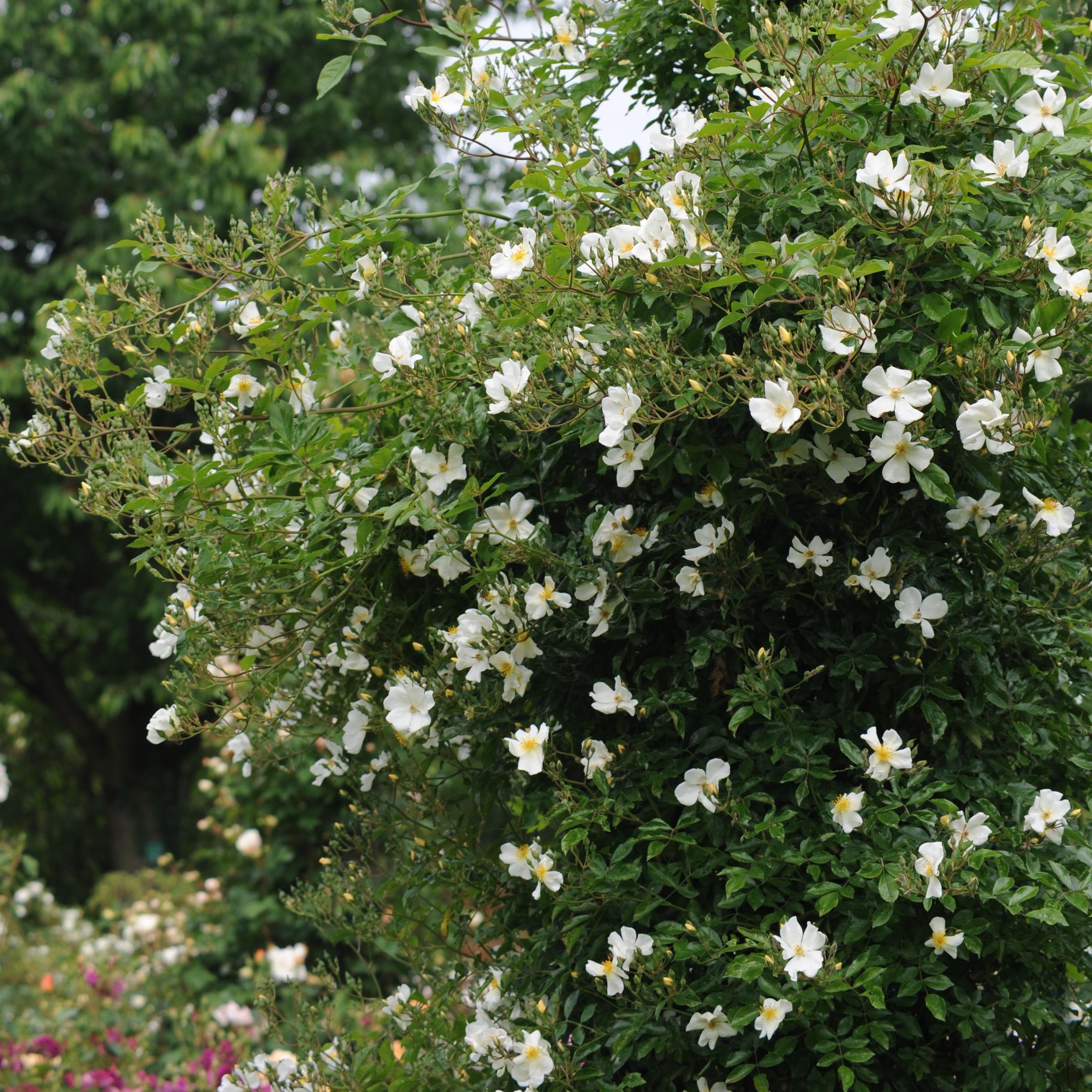 5 x White Wedding im Bio-Container - Hohe Rosenhecke