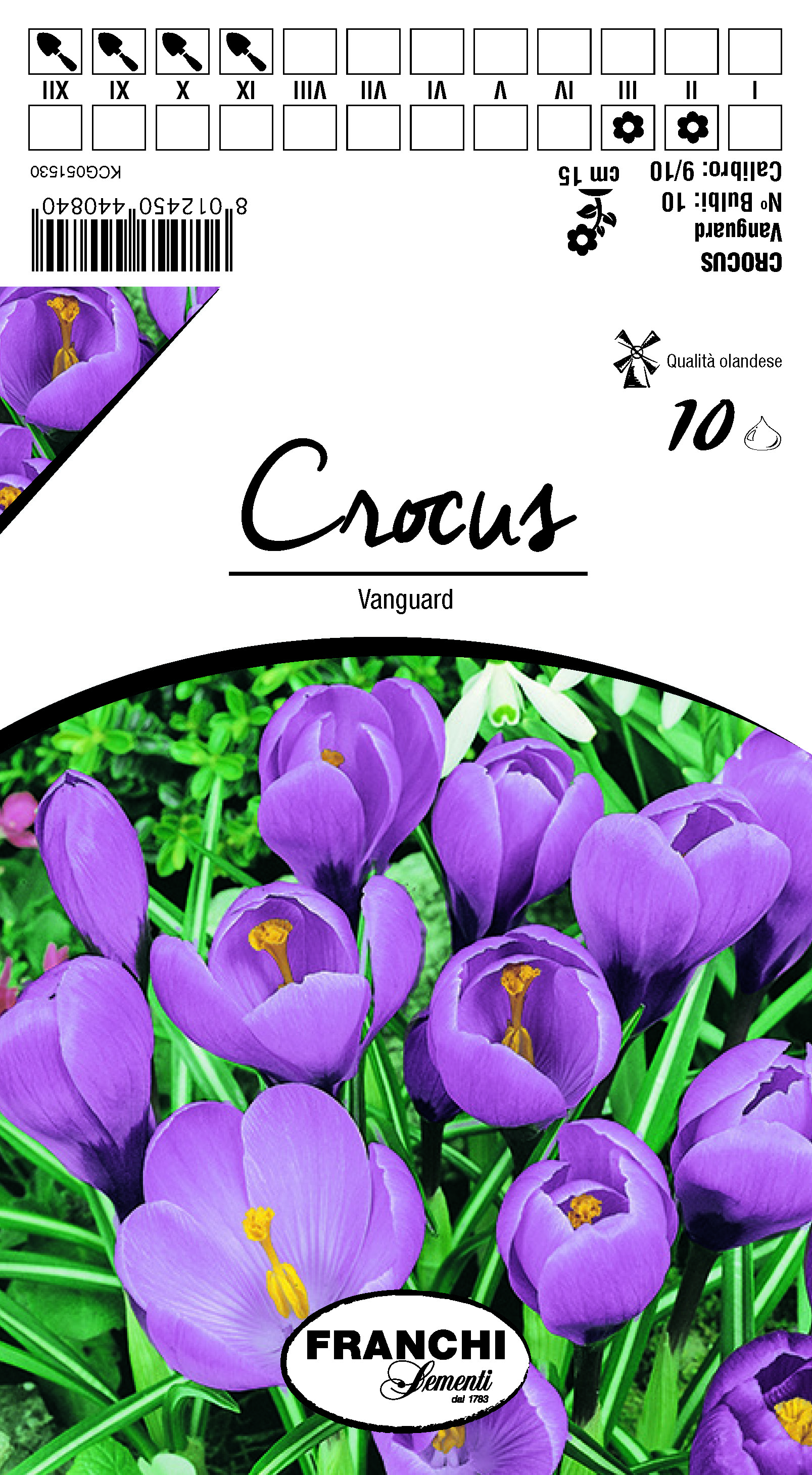 Crocus Vanguard