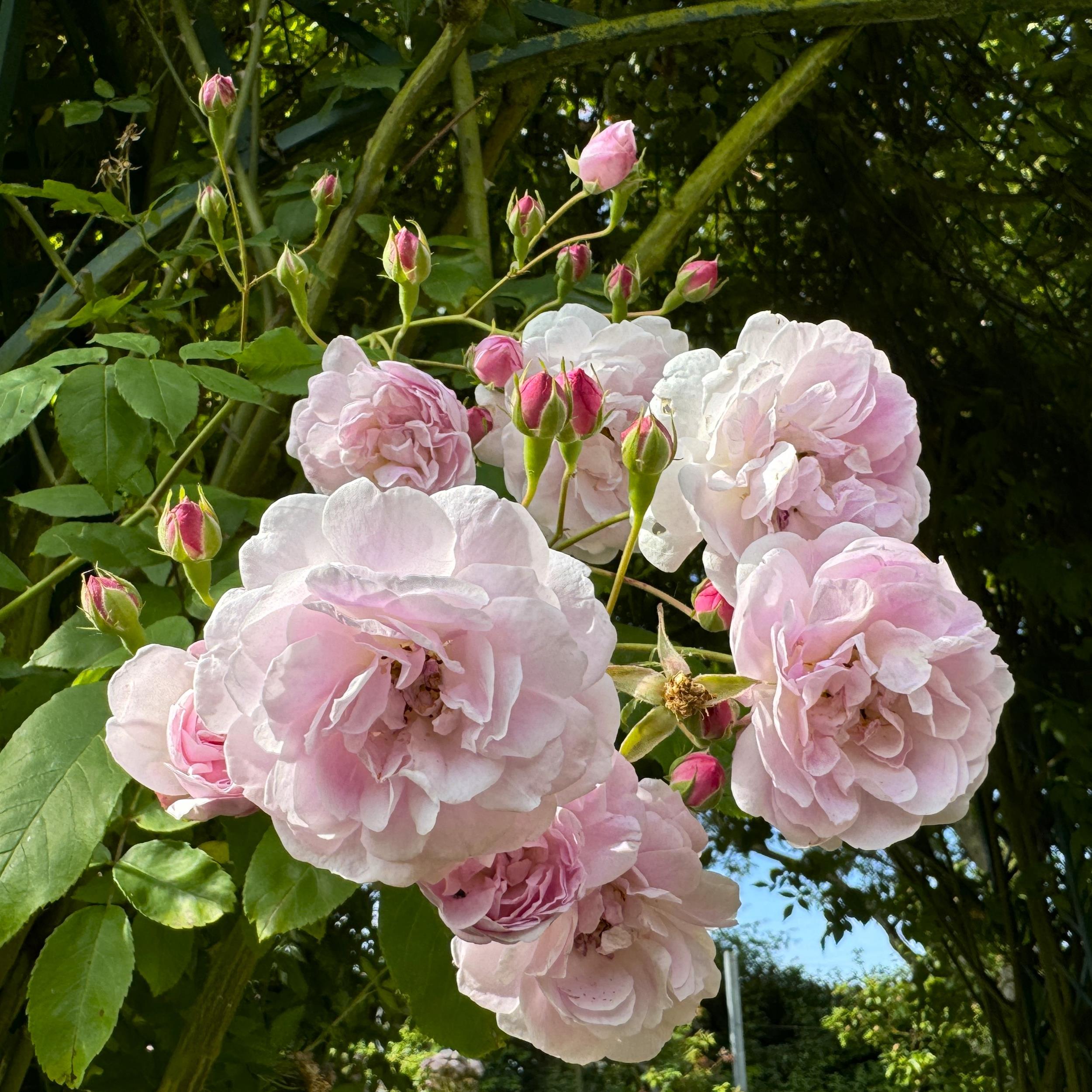 Blush Noisette