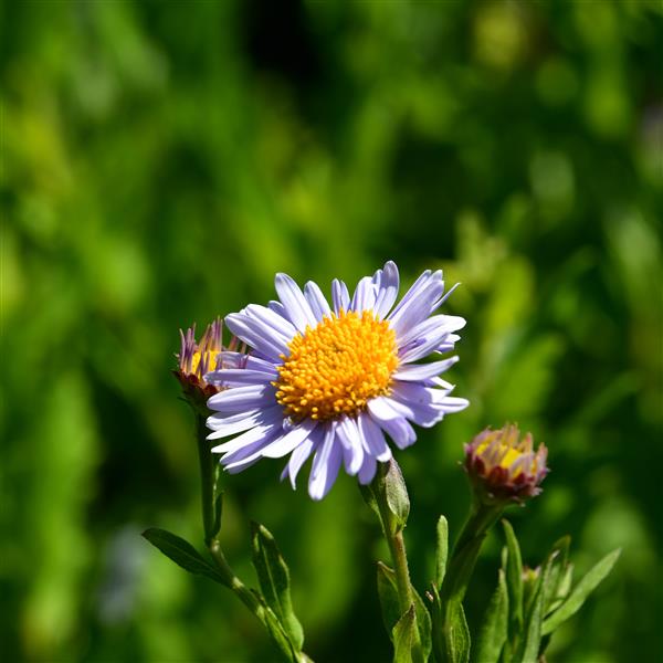Kalimeris incisa 'Blue Star 1L