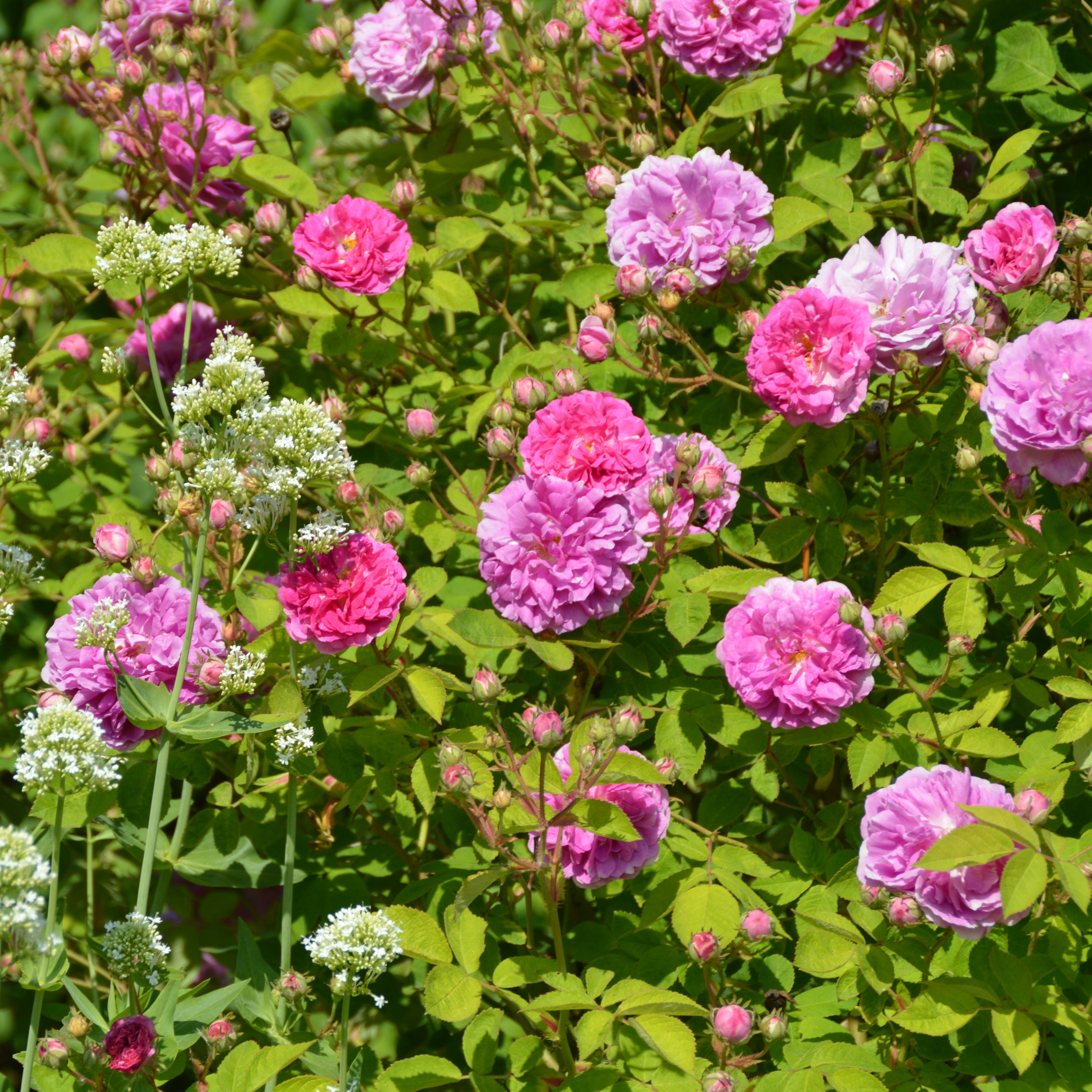 3 x Marbled Gallica im Bio-Container - Hagebuttenrosenhecke