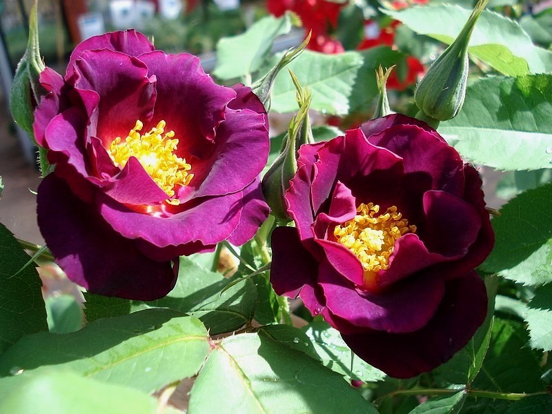 Prinzessin Sibilla von Luxemburg