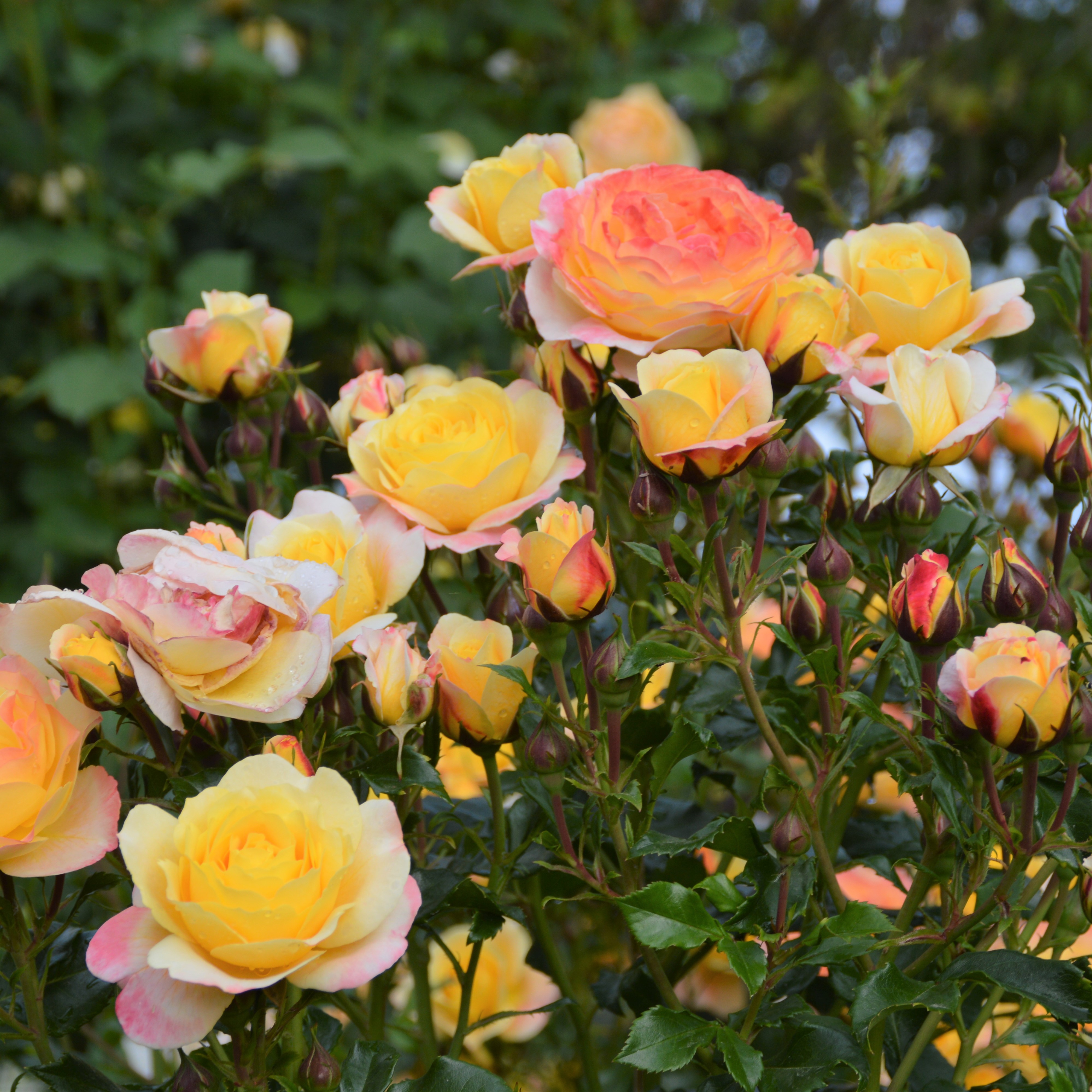 Rose der Hoffnung