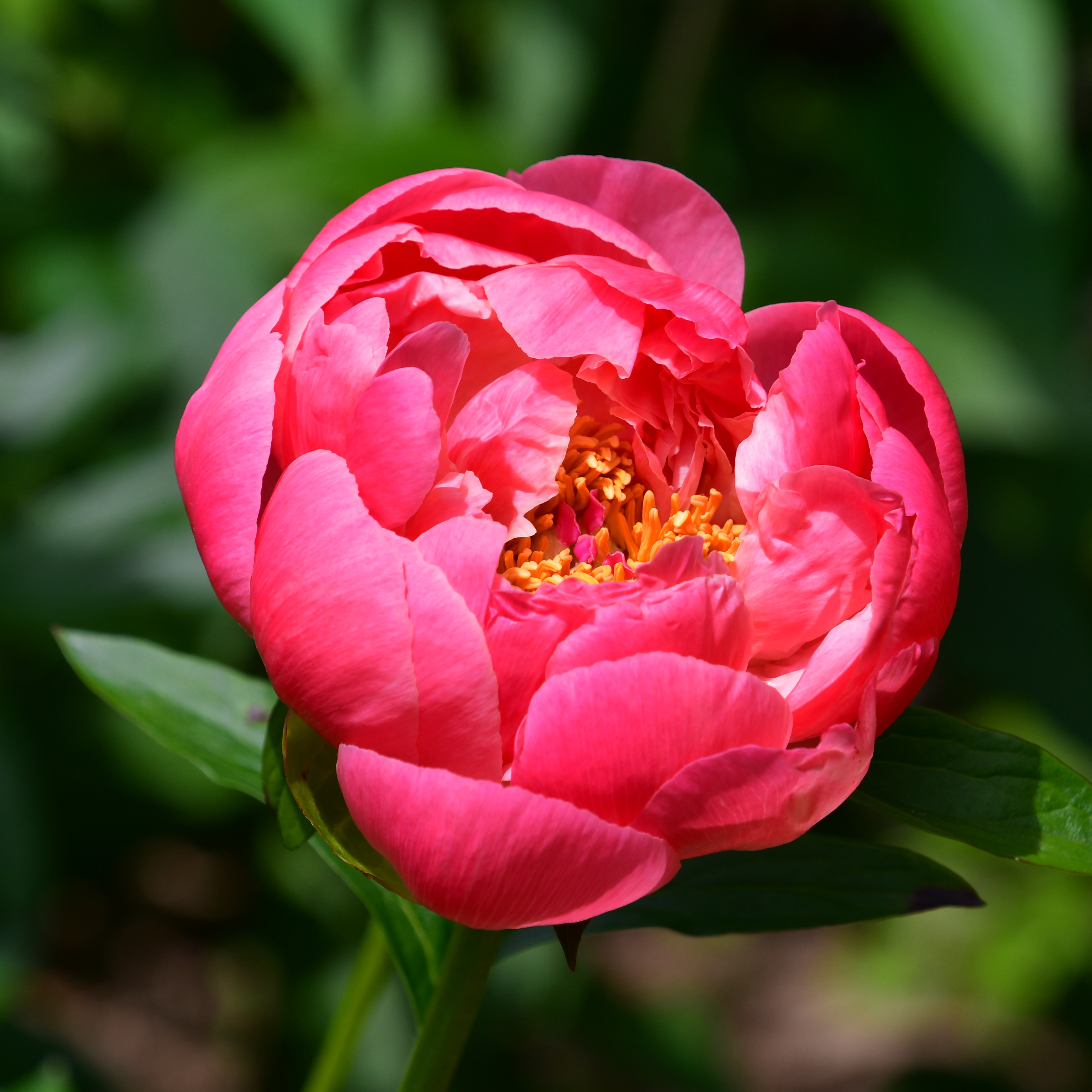 Paeonia lactiflora Coral Sunset C2